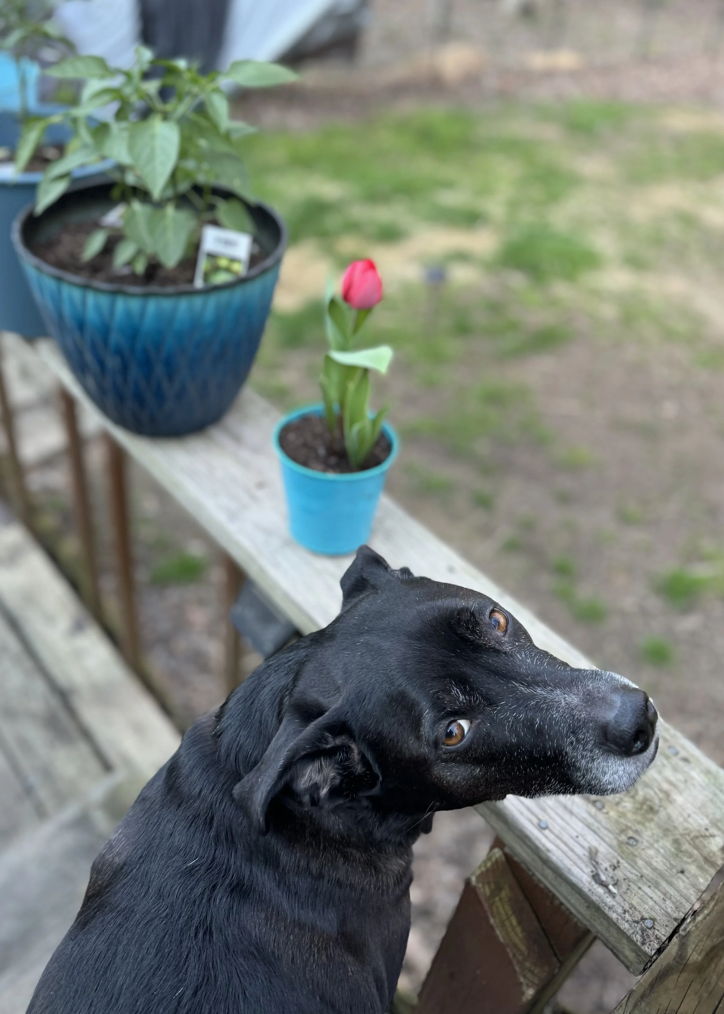 We adopted Ella when she was 10 weeks old from our local shelter and she has been the center of our world ever since. 