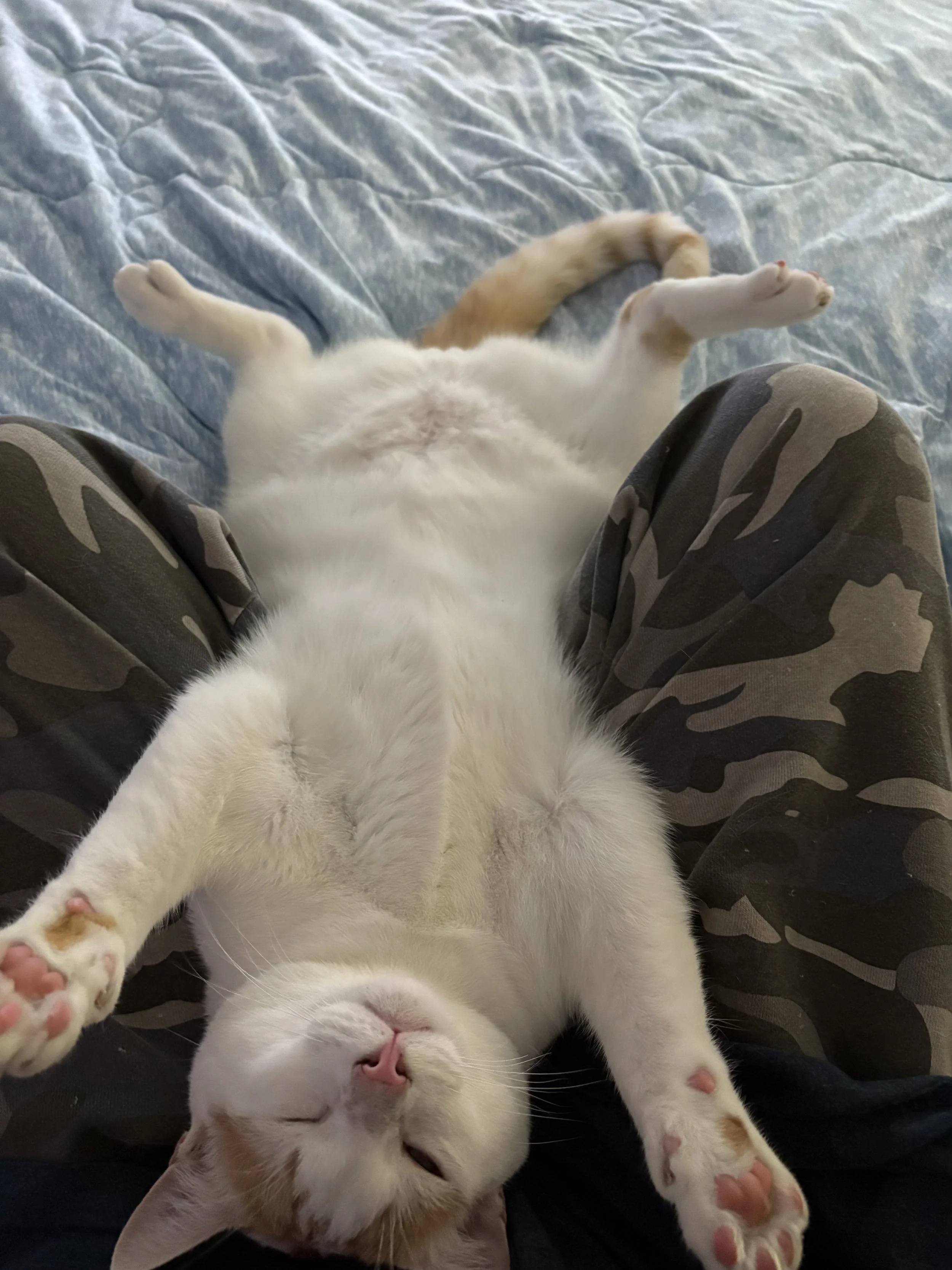 Milo's unconditional love and affection help me in the times that are hard waiting for the reuniting of my family.