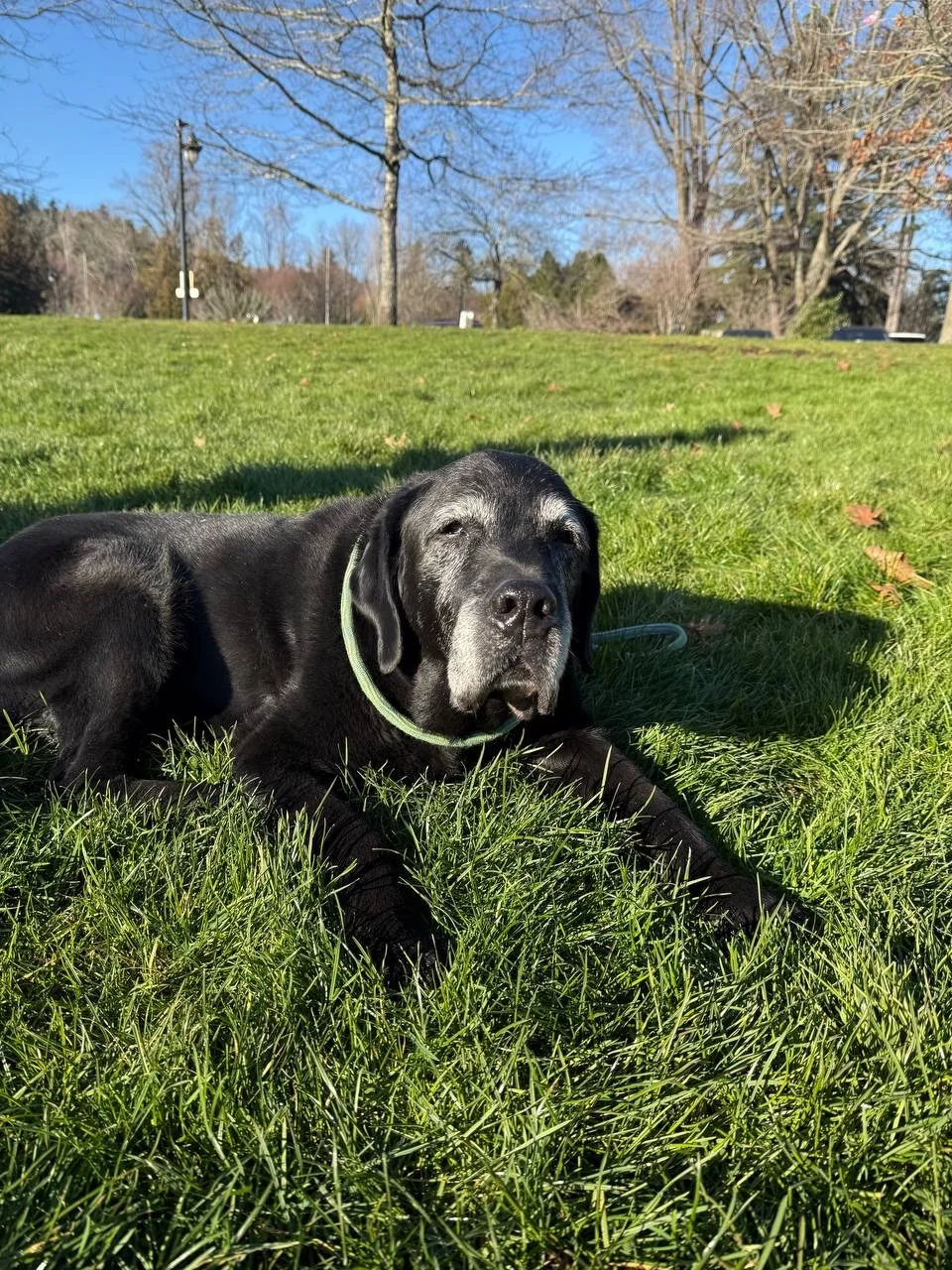 Karat is more than our dog — he is our family’s guardian angel.
