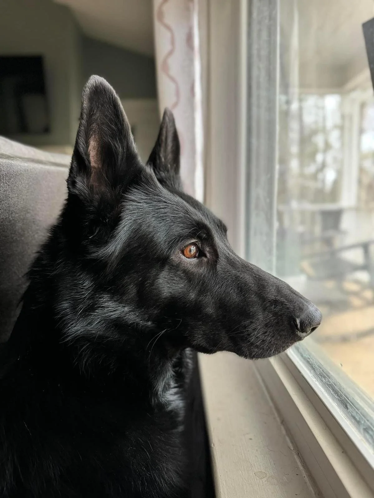 Enzo is my absolute best friend, my rock, and my forever companion. 