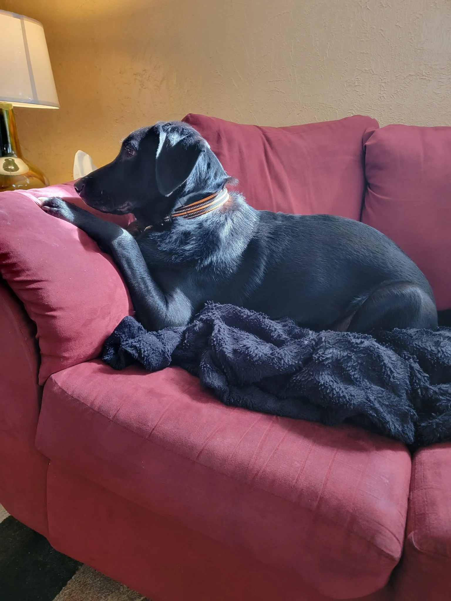 Shadow is my child and I do not want to lose him.