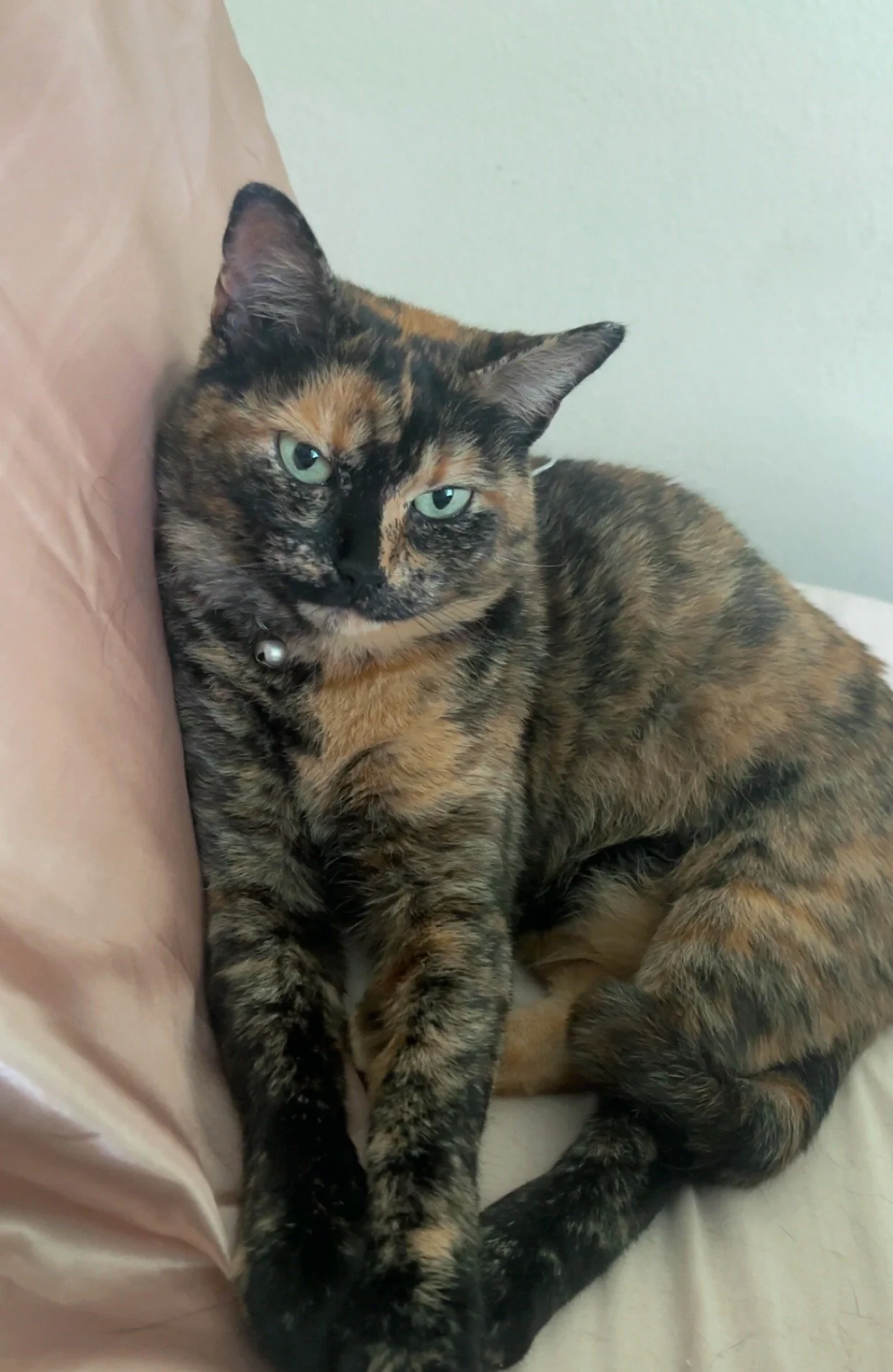 Thank you for helping save Tortie!