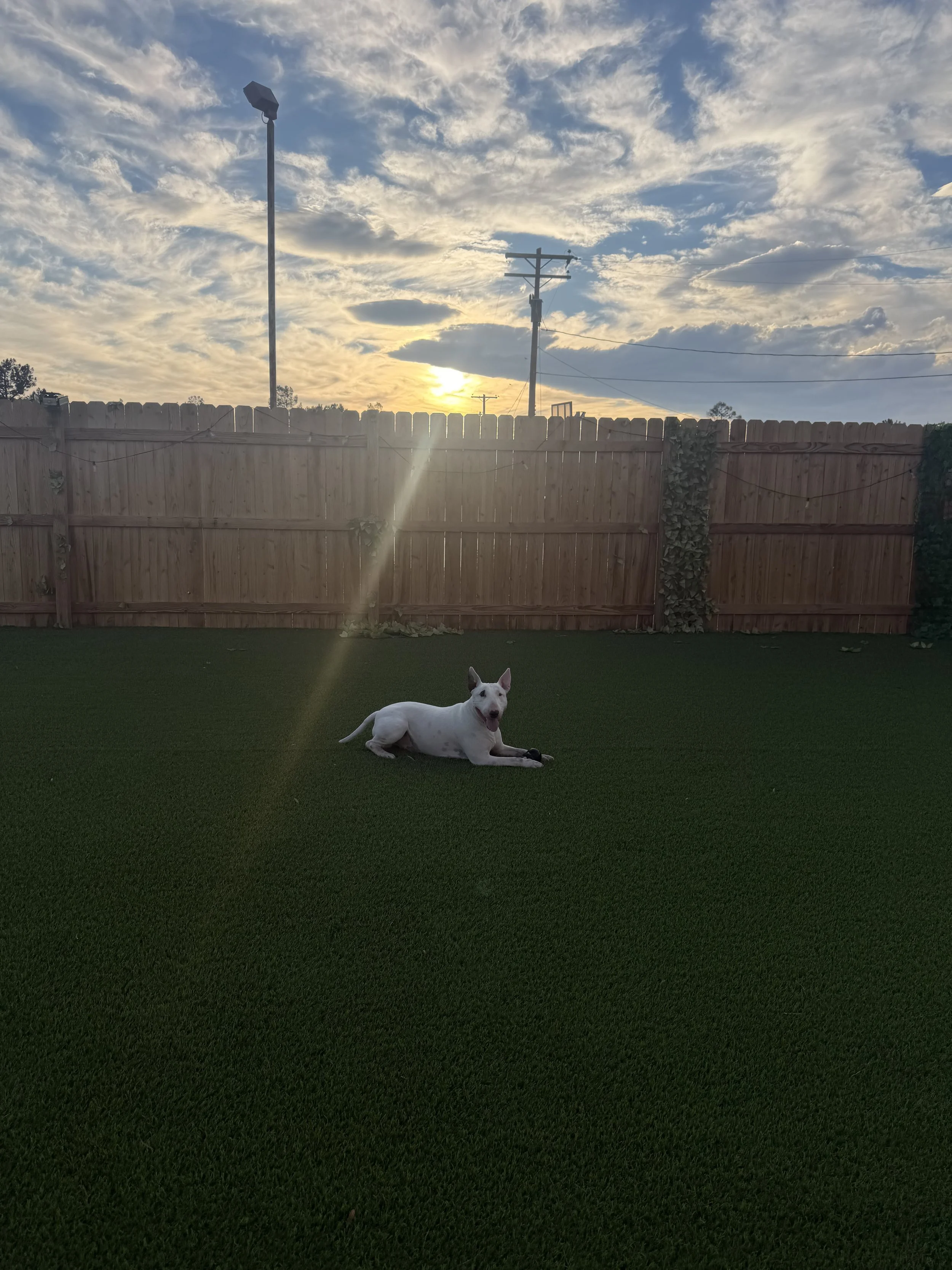 Thanks for helping save Ace!