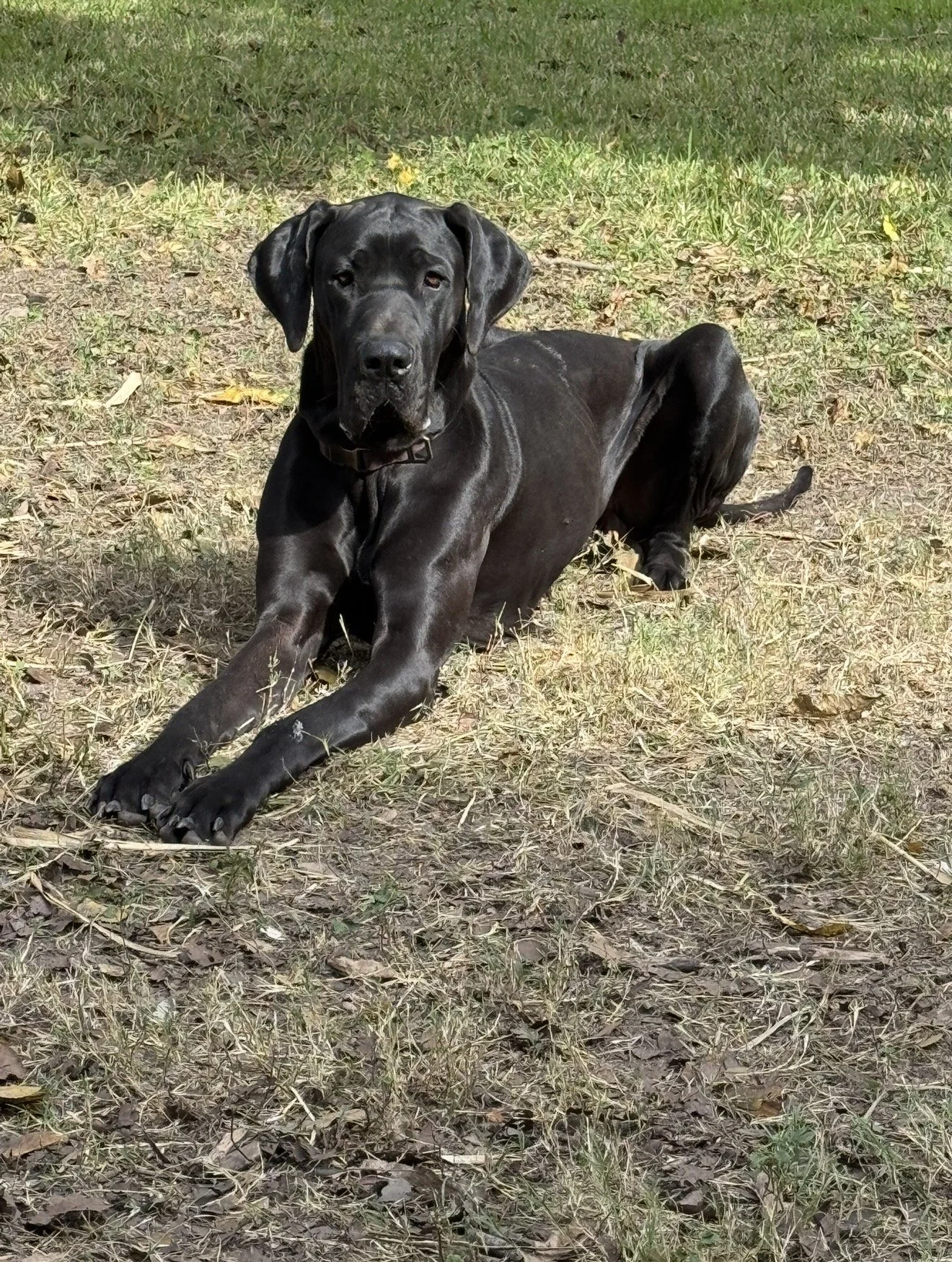 Thank you for helping Sophie live without pain.