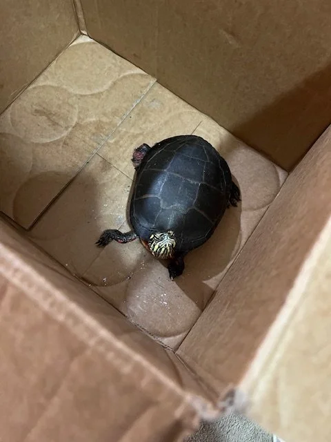 Frankie is not only my pet turtle, he is my emotional support turtle.