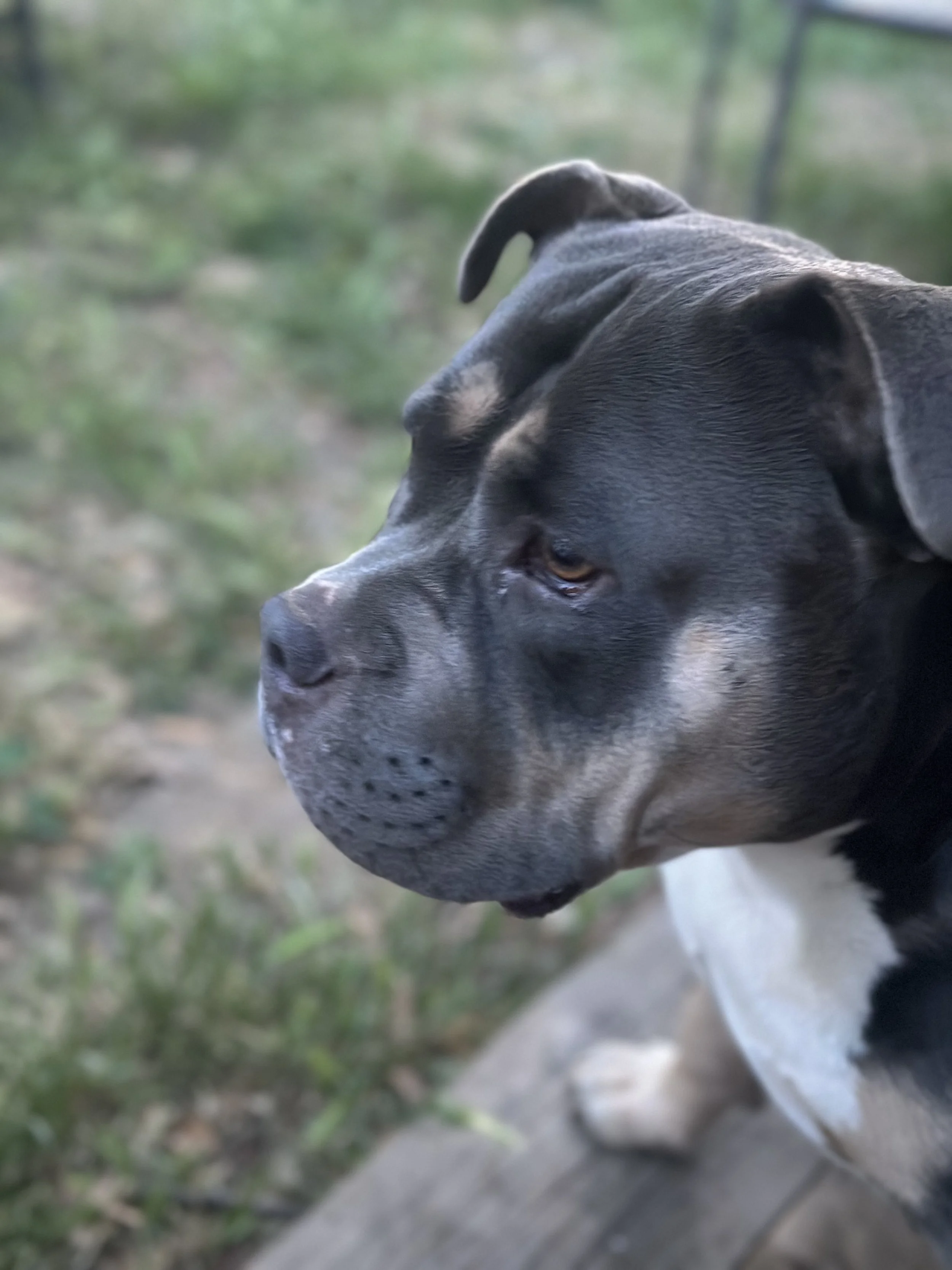 Bella is a huge part of our family.