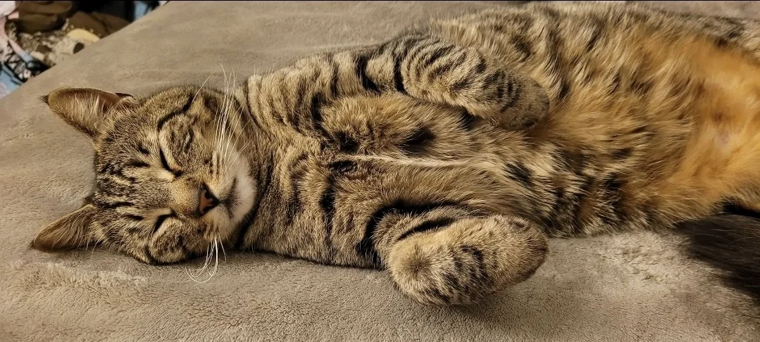 Romeo has been a part of my life for over a decade.