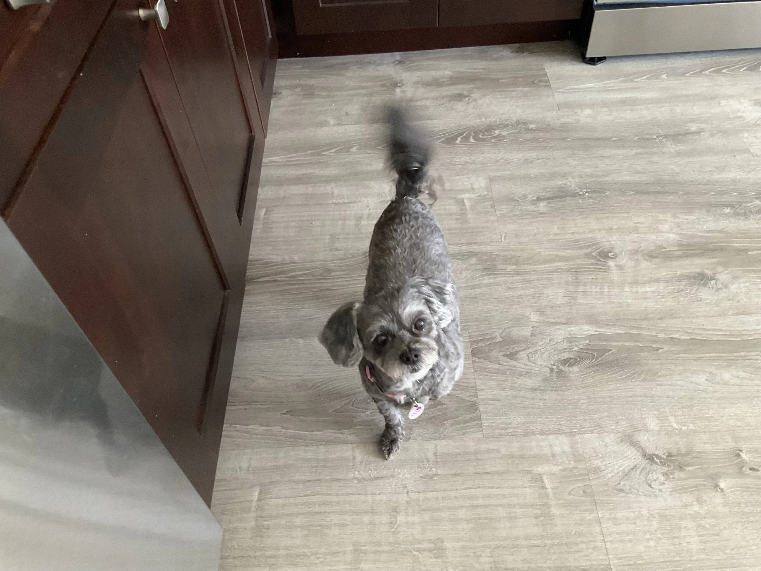 Thank you for helping Luna live without pain.