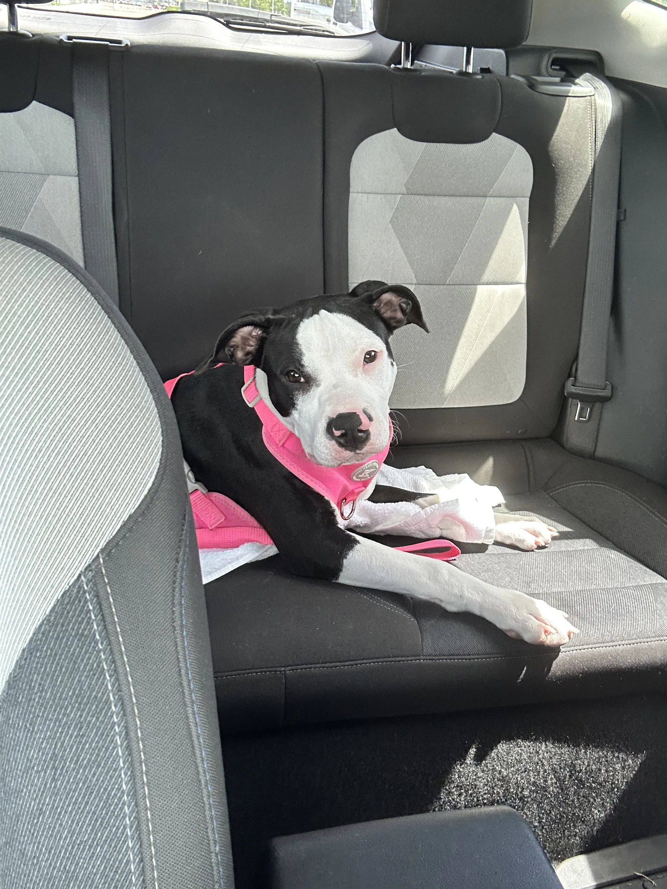 Thank you for helping Oreo walk again!