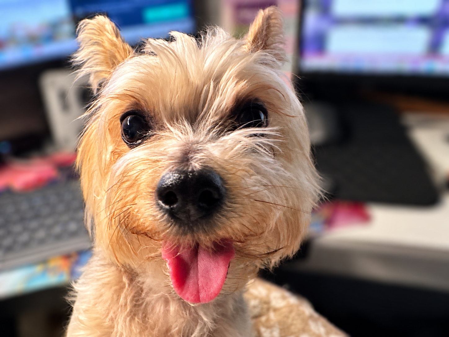 Our sweet Jazzie is more than a pet.