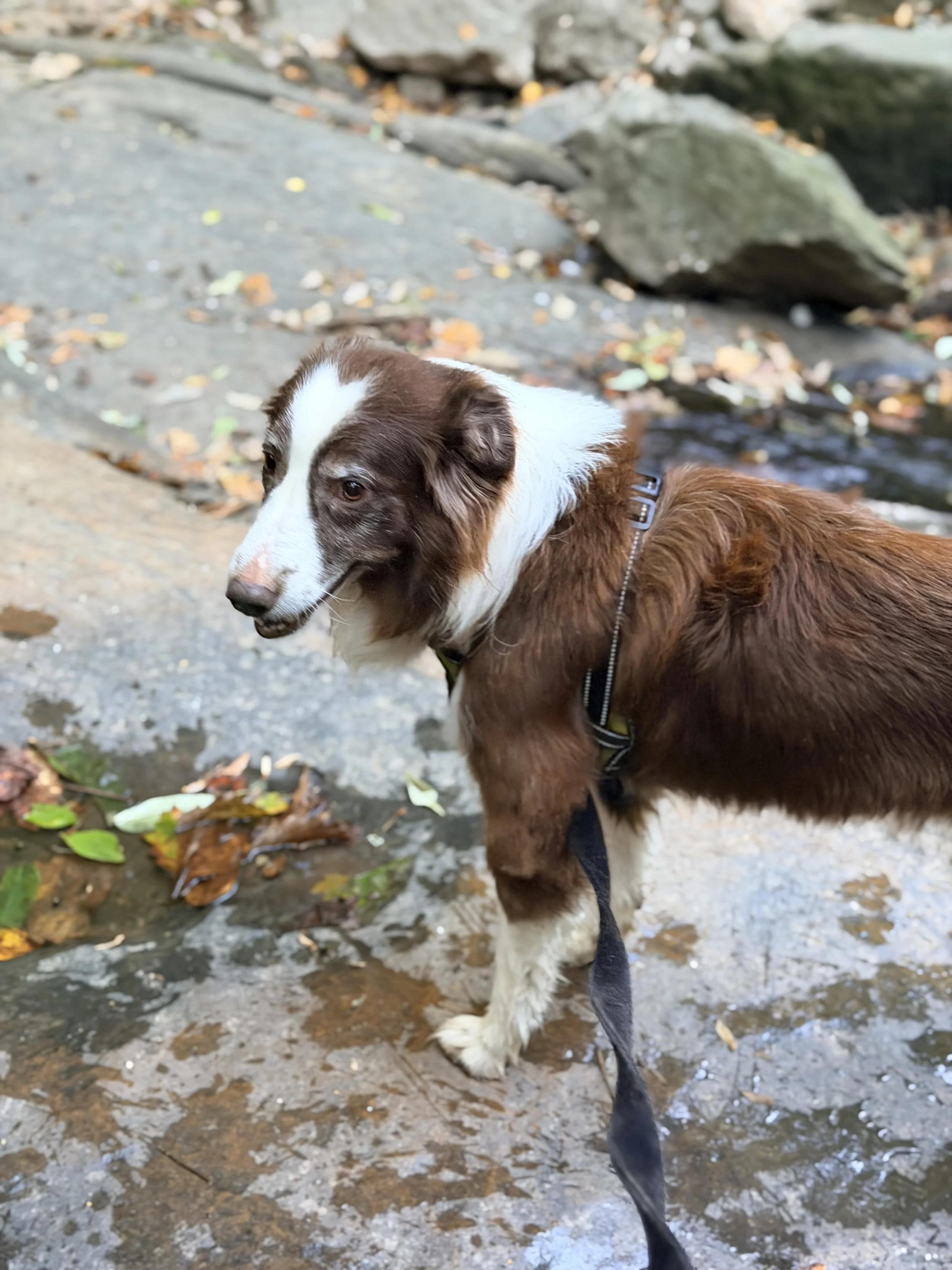 Major is a beloved member of the family.