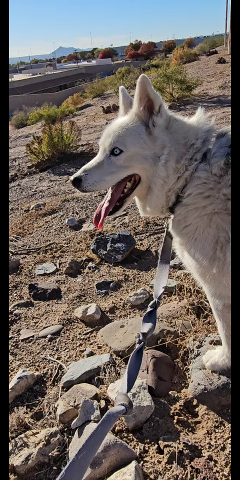 Jack has been with his family for 11 years.