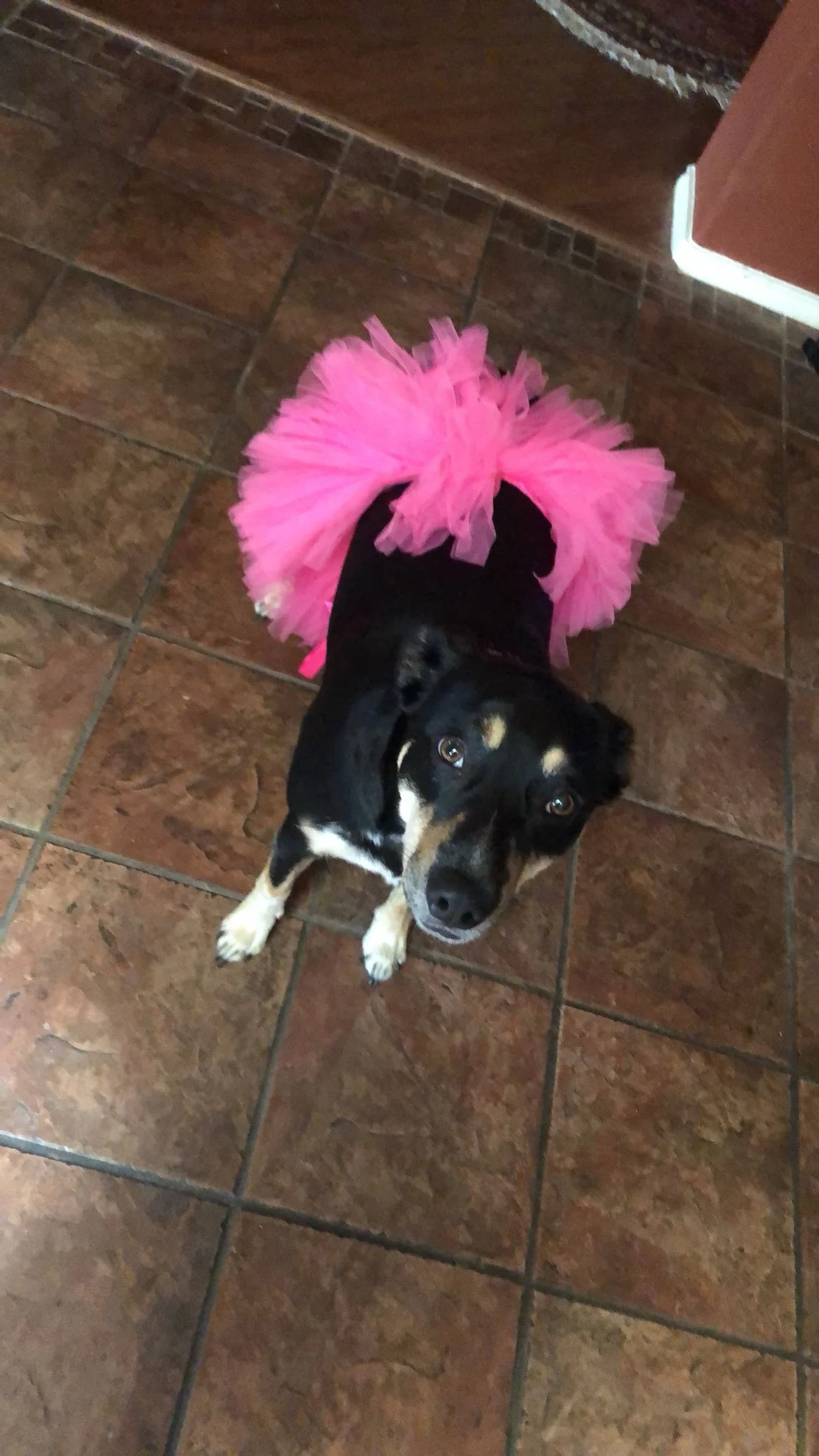 Thank you for helping save Roxie.