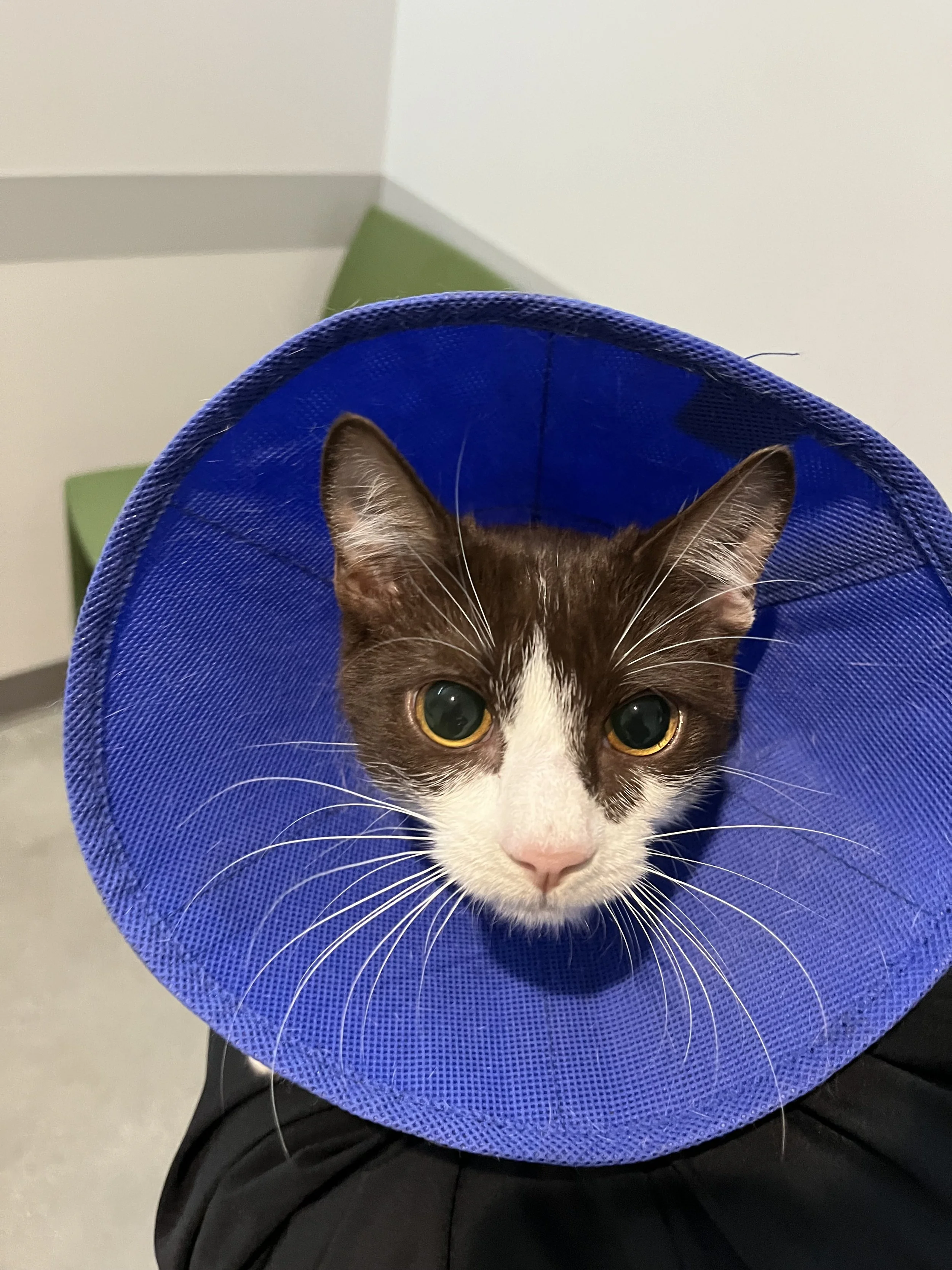 Kopi is a curious, rambunctious, and loving kitty.