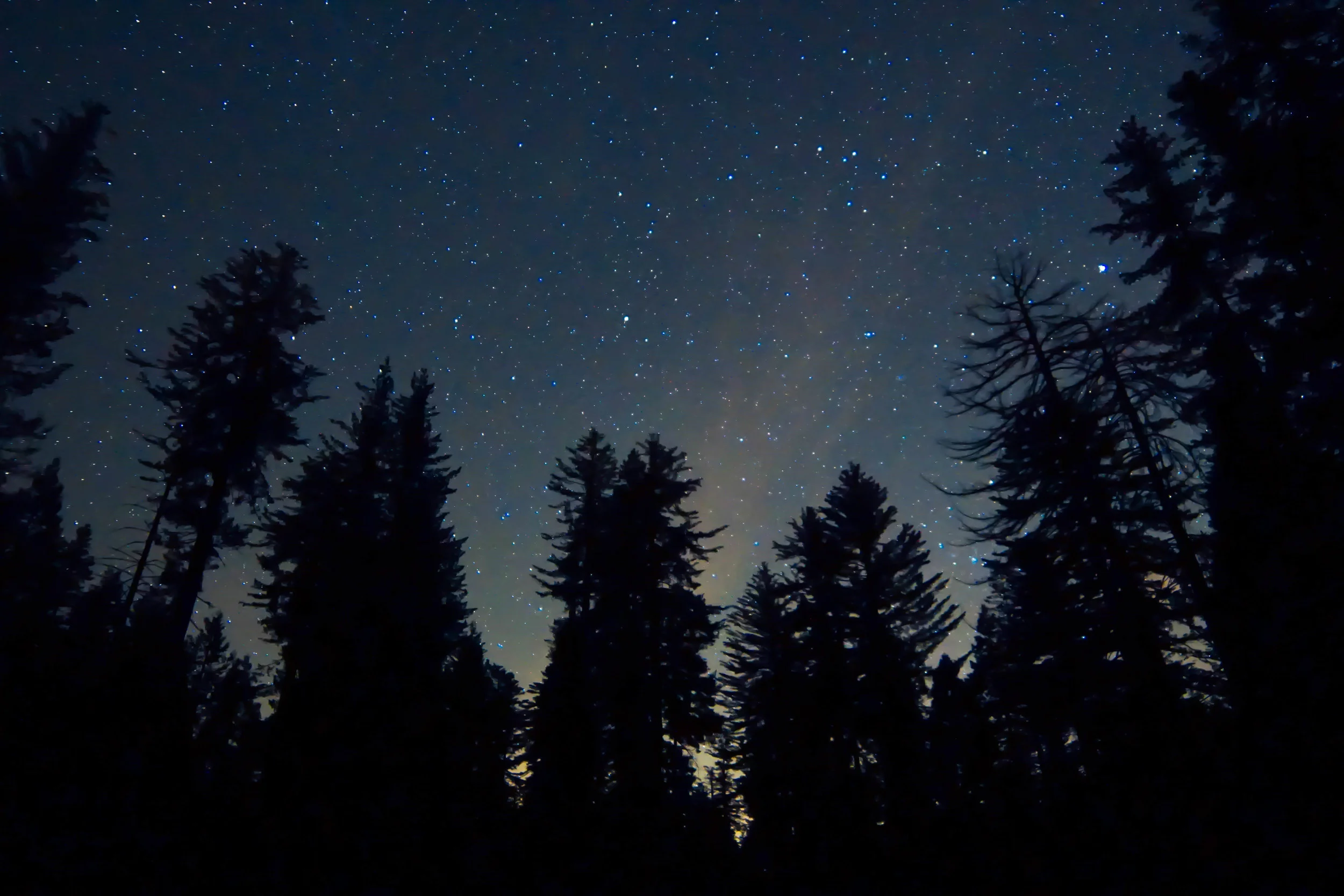 Exploring the meadow... at night