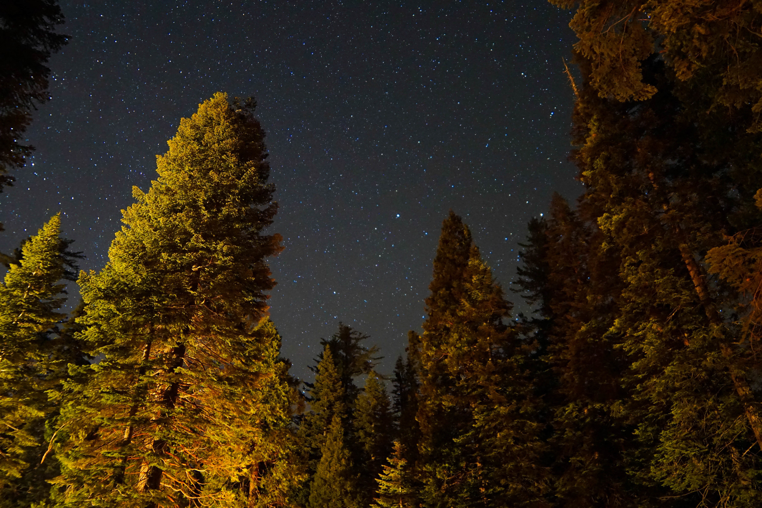 Starry Sequoias 