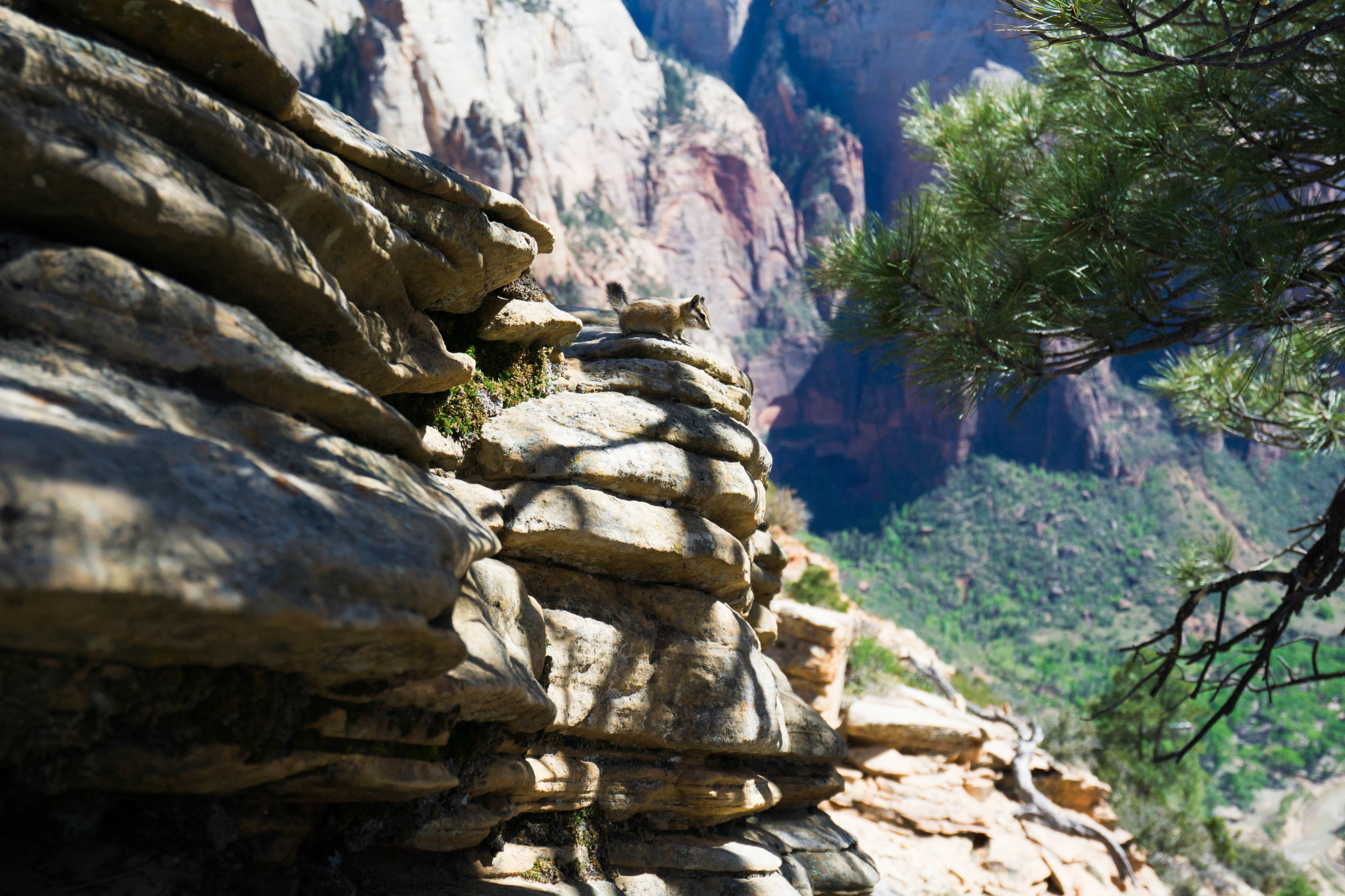 Resident Chipmunk of Angel's Landing