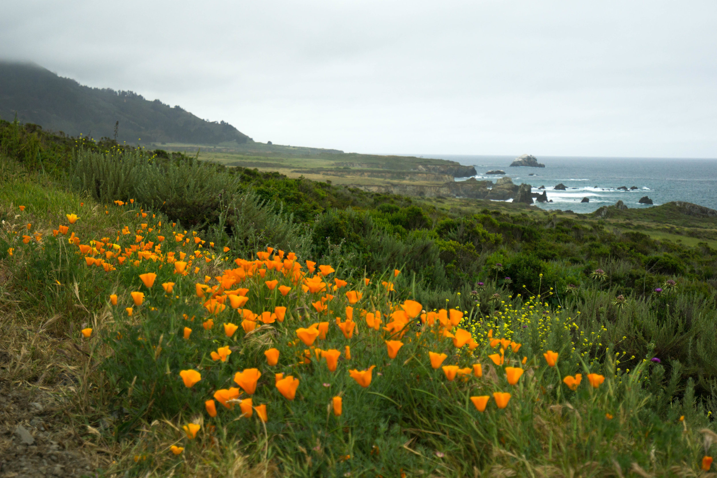 Blooming wildflowers color this coastal canvas on our journey home. Bye bye Big Sur