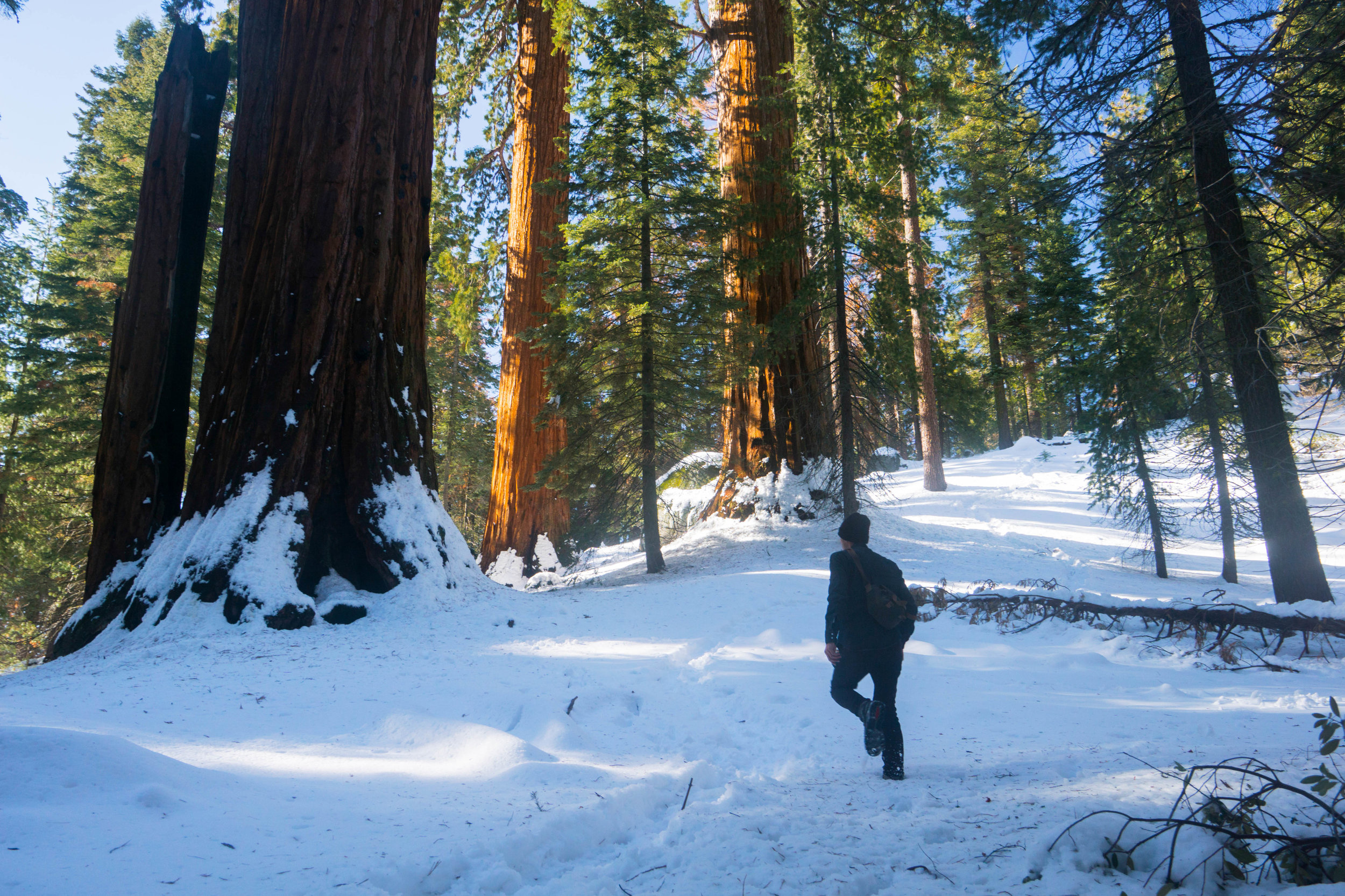 During winter, Grant Grove is transformed as the deep red bark of the trees contrasts against the powdery white of fresh snow.
