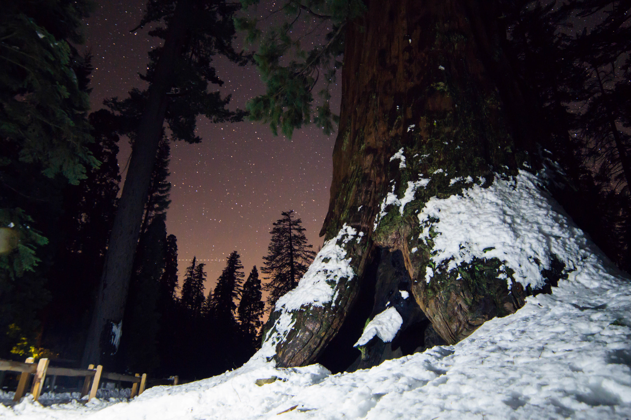 A night hike through Grant Grove offered an eery seclusion with the Robert E. Lee tree towering over us as it climbed into the star scattered sky.