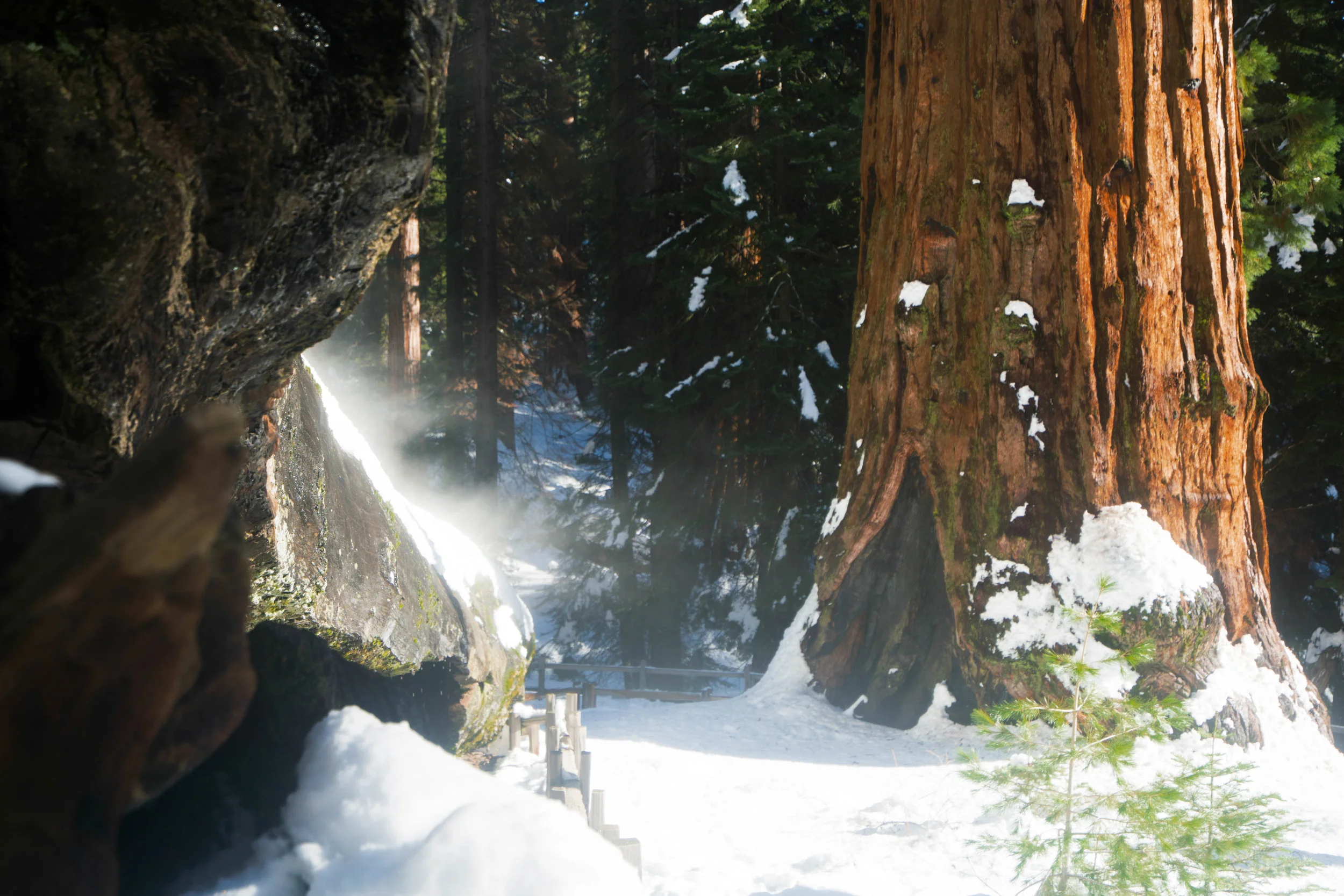 With sun-lit steam dancing off the fallen Mark Twain tree, the sound of dripping water leads Mother Nature's Symphony amid the 11th largest tree in the world, the Robert E. Lee tree.