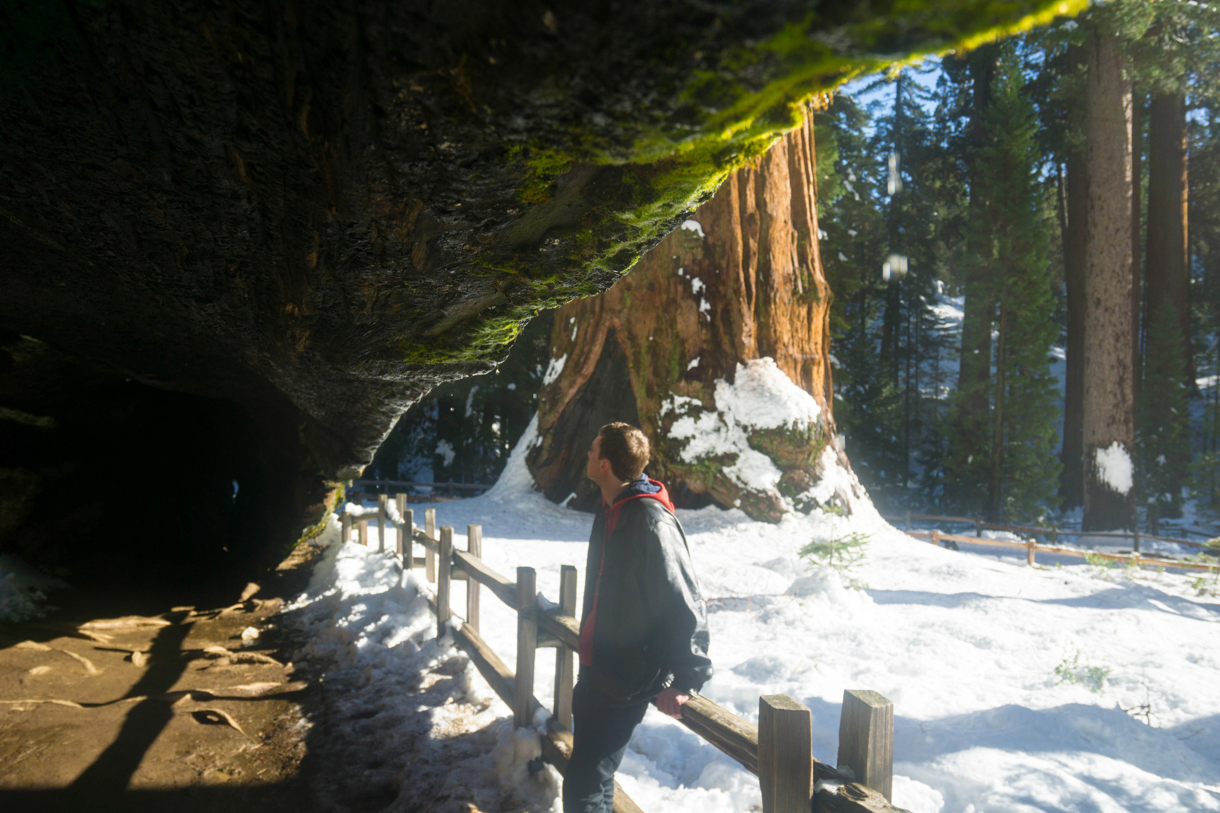 The Mark Twain tree is so large in fact, that it acts as a tunnel through Grant Grove.