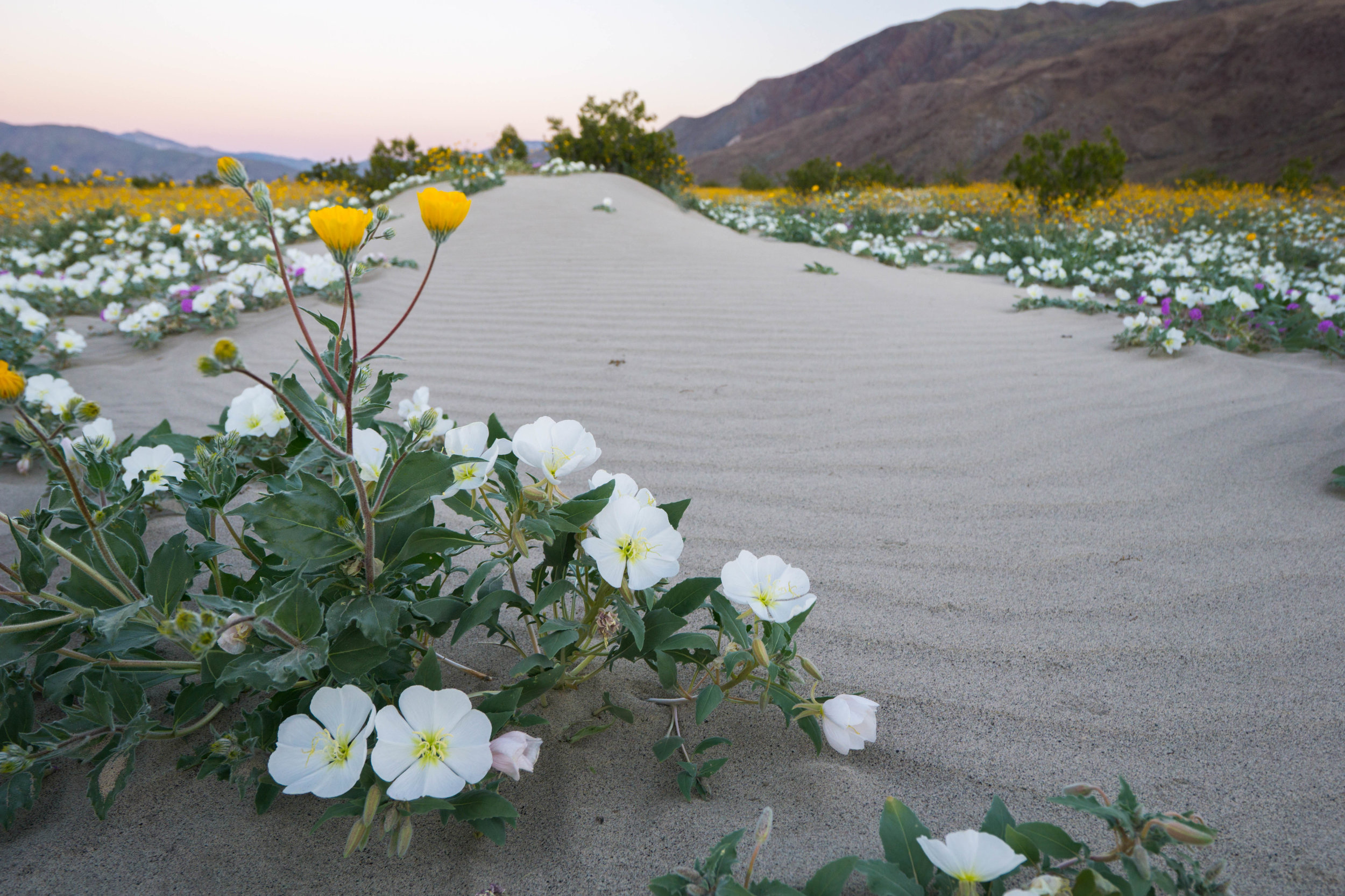 5 years of drought & heavy winter rains transformed the seas of sand into waves of wildflowers