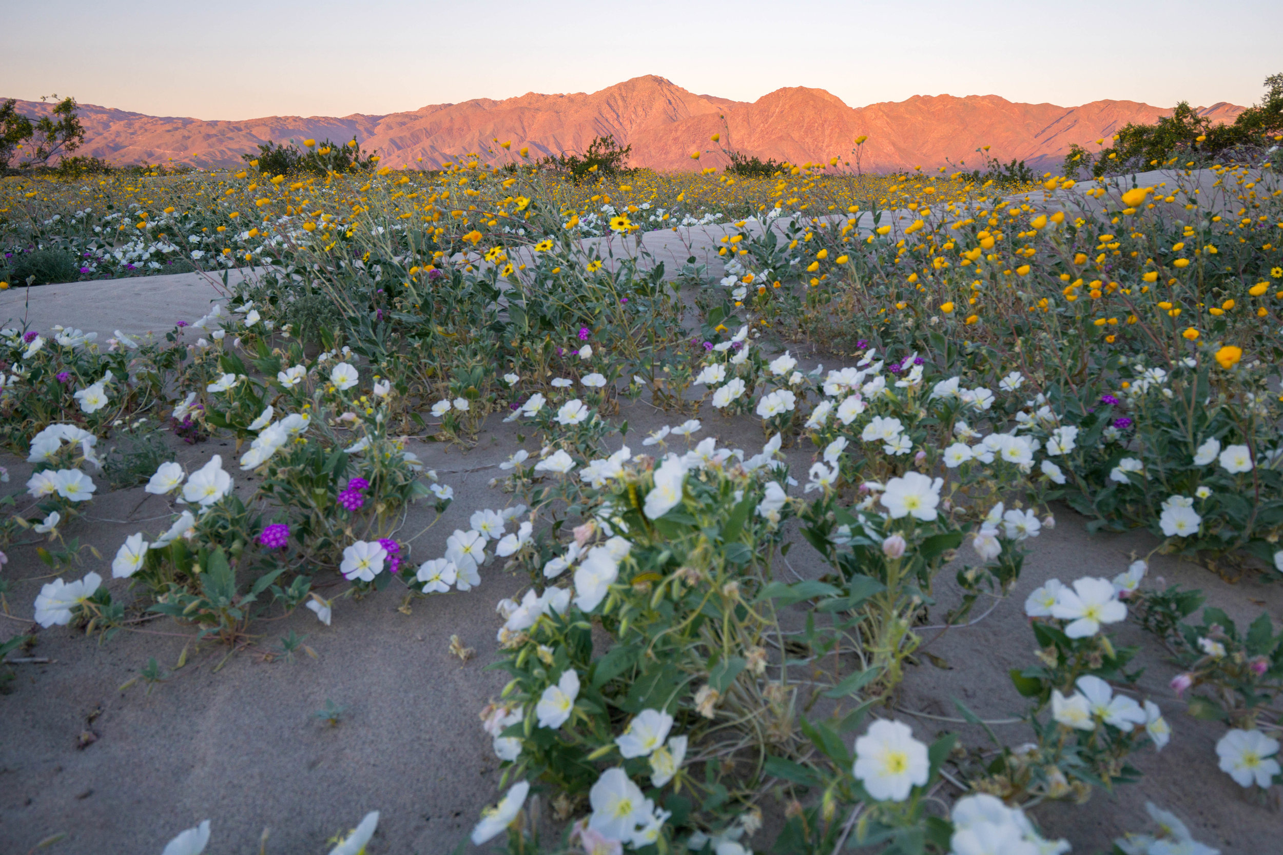 It was a truly surreal sight; the normally baron landscape was blanketed in yellows, whites, & purples  