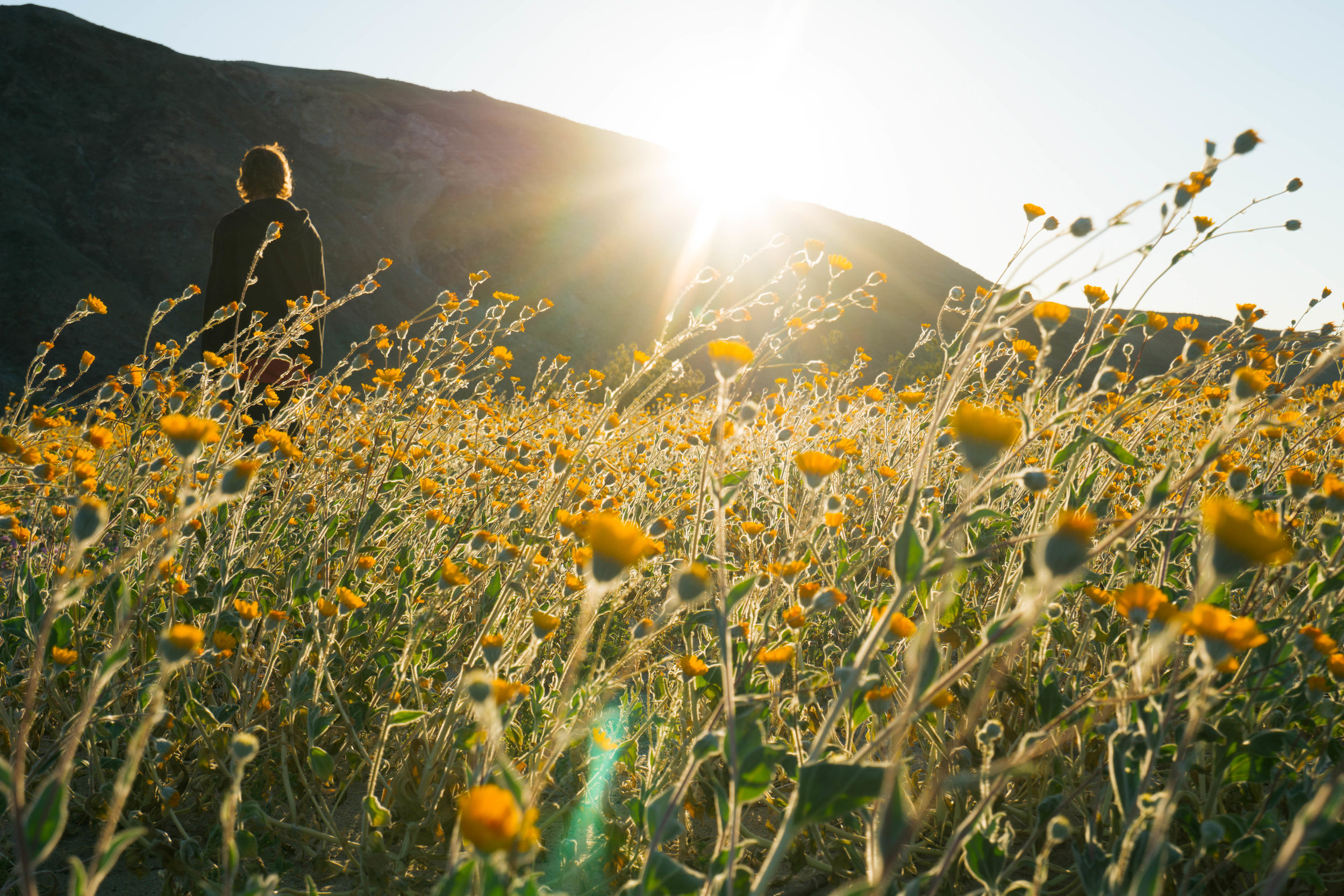 The creeping sunshine sends shimmers across a field of gold