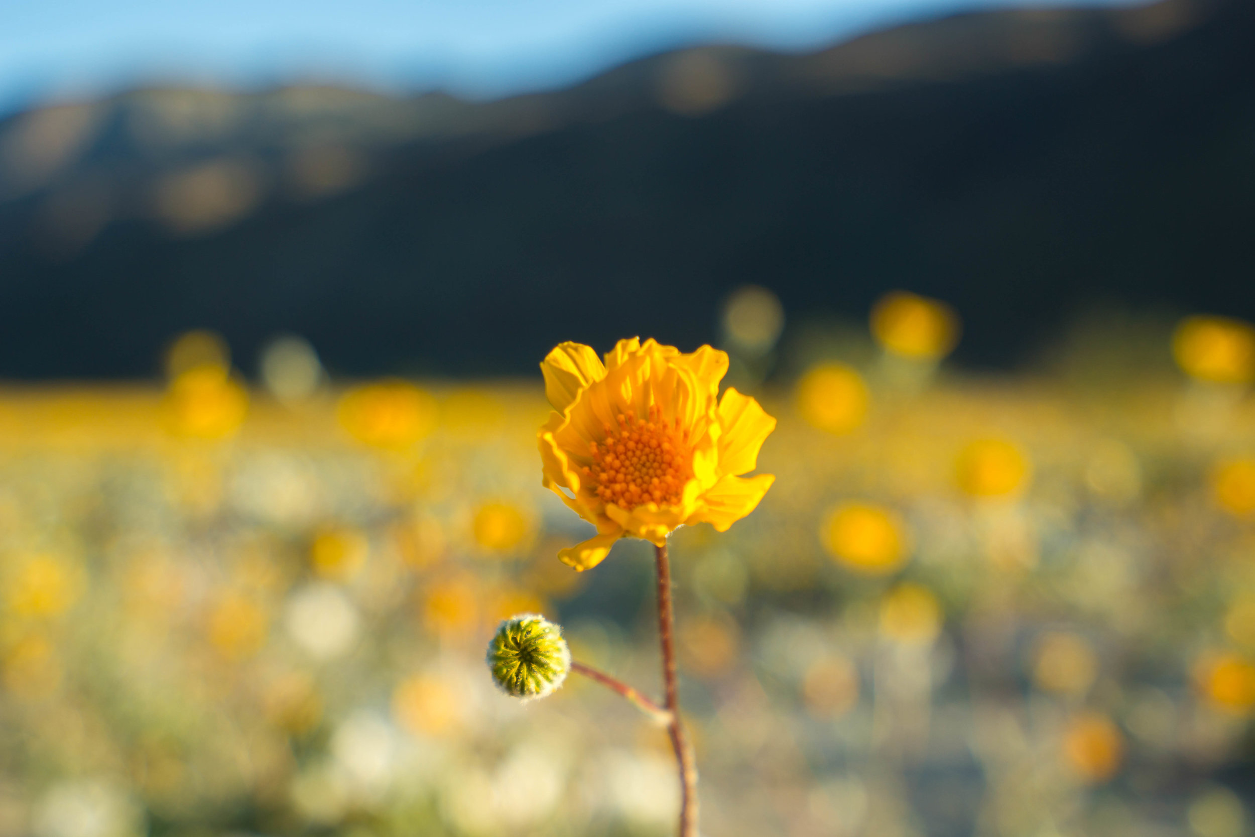 A lone desert sunflower