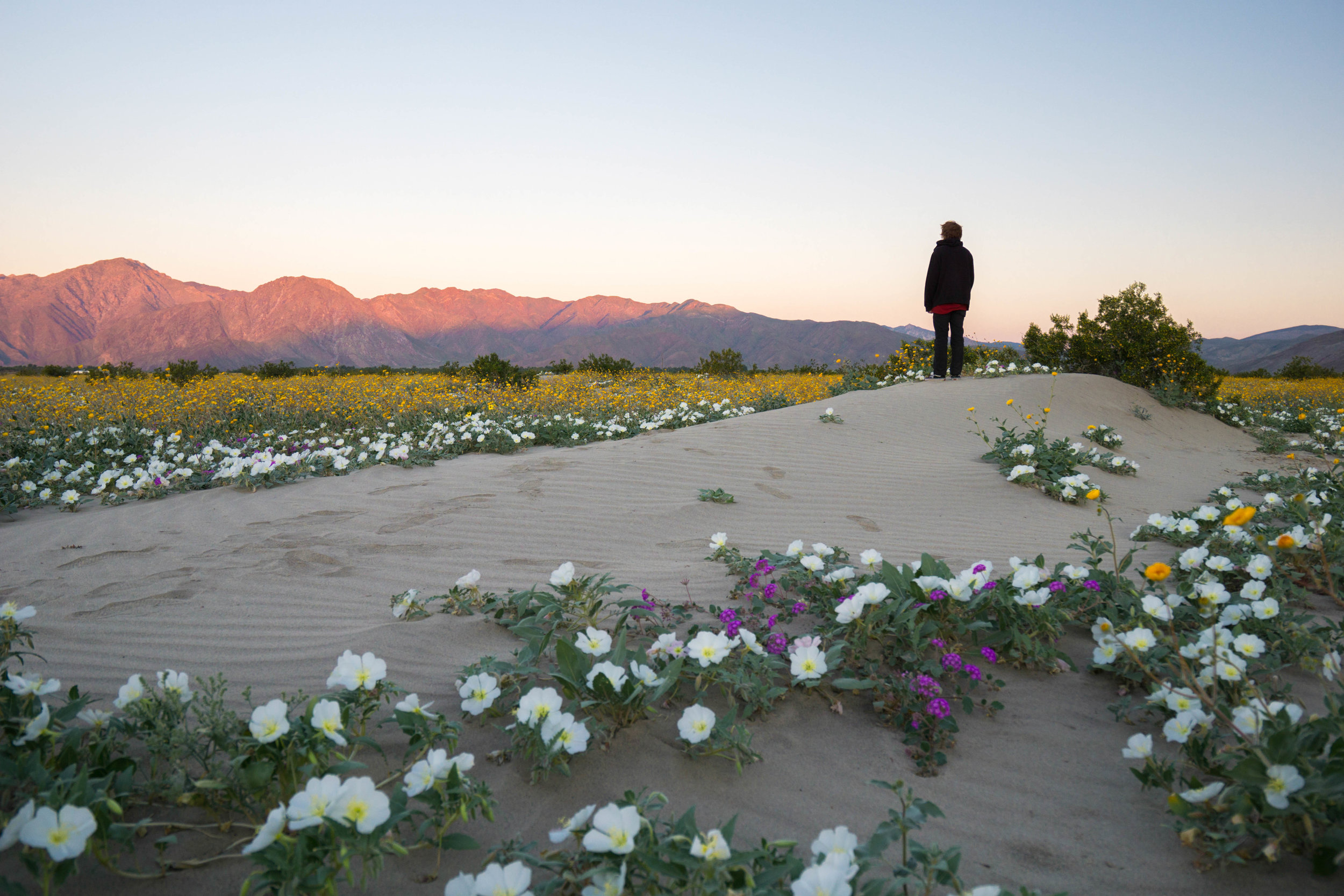 Drought combined with sudden rain activated dormant seeds littered across the desert years ago, producing the largest bloom in nearly 2 decades