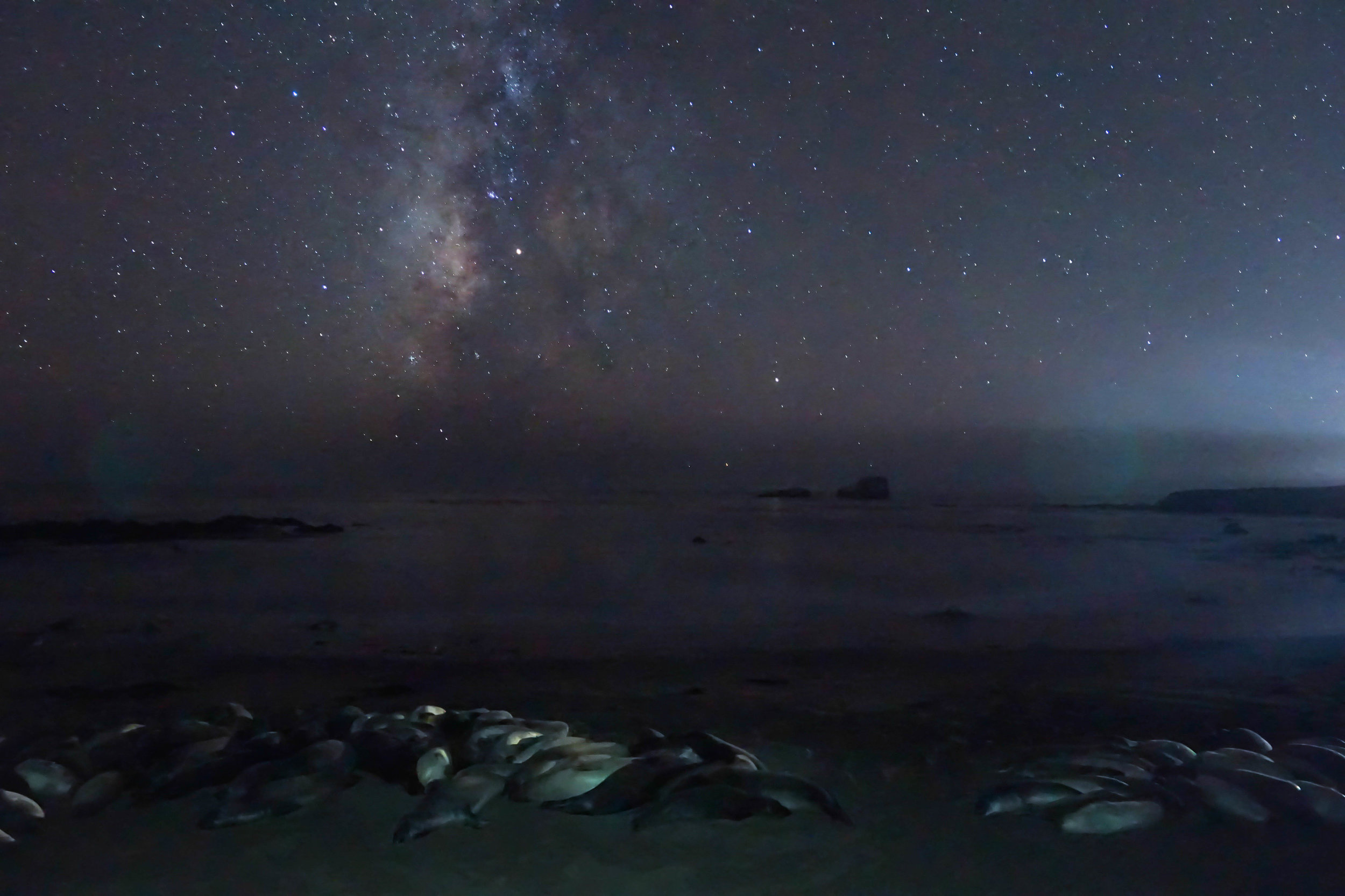 Elephant Seals sleep under the Milky Way along PCH in Central California as we head to meet an old friend, Dylan Gaylord, at McWay Falls