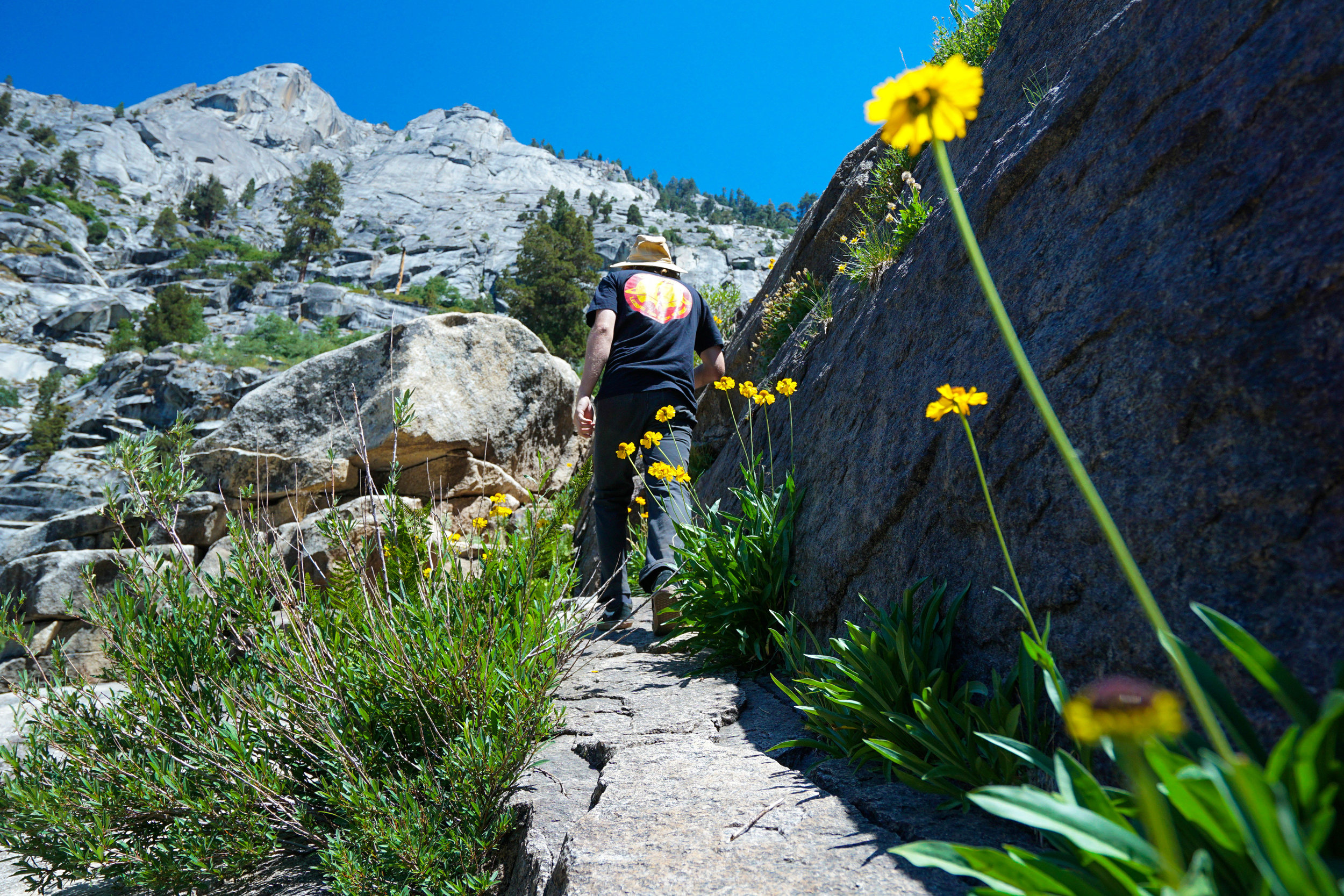 One of the awesome things about the Sierra is that some of its best wildflower blooms take place even in late Summer.