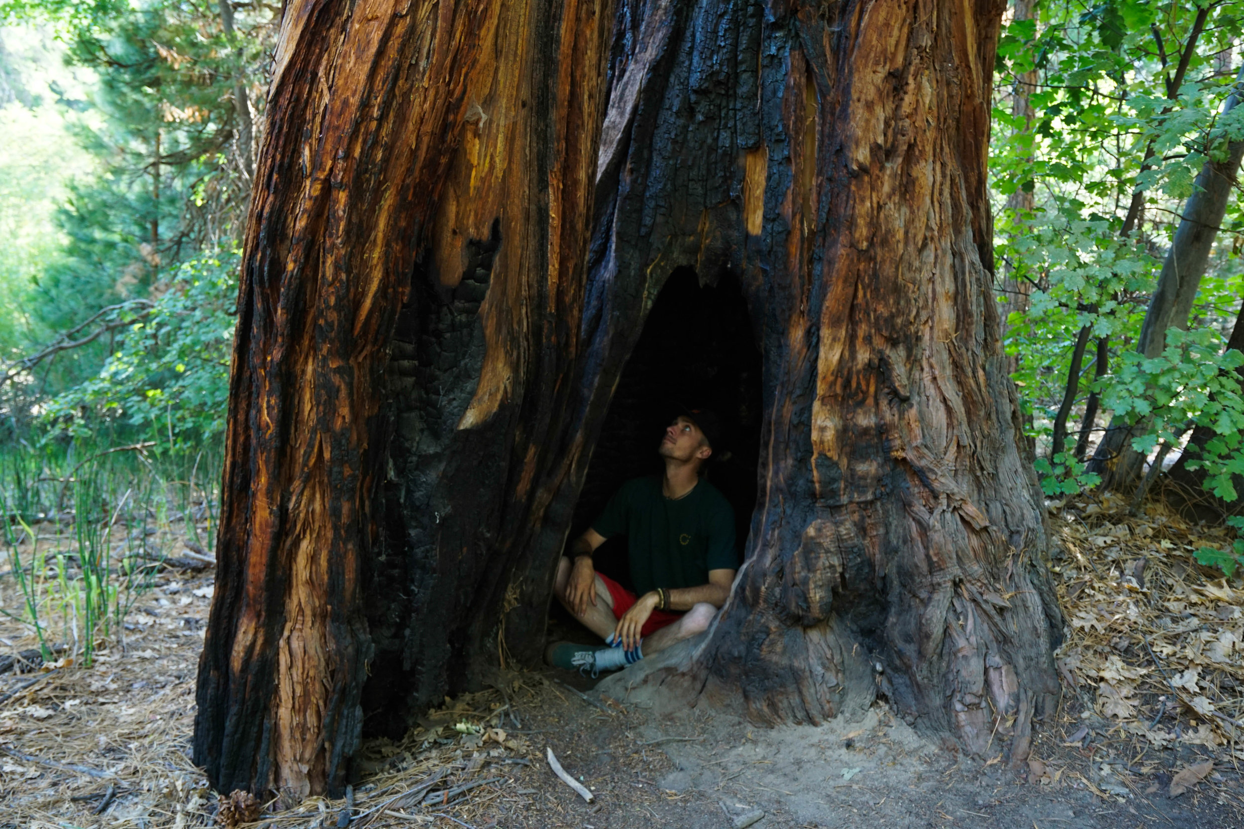 Well that's one way to escape the heat. Forest fires frequently sweep through these forests leaving behind burn scars & human-sized caverns, but the mighty Giant Sequoia is nearly impossible to kill.