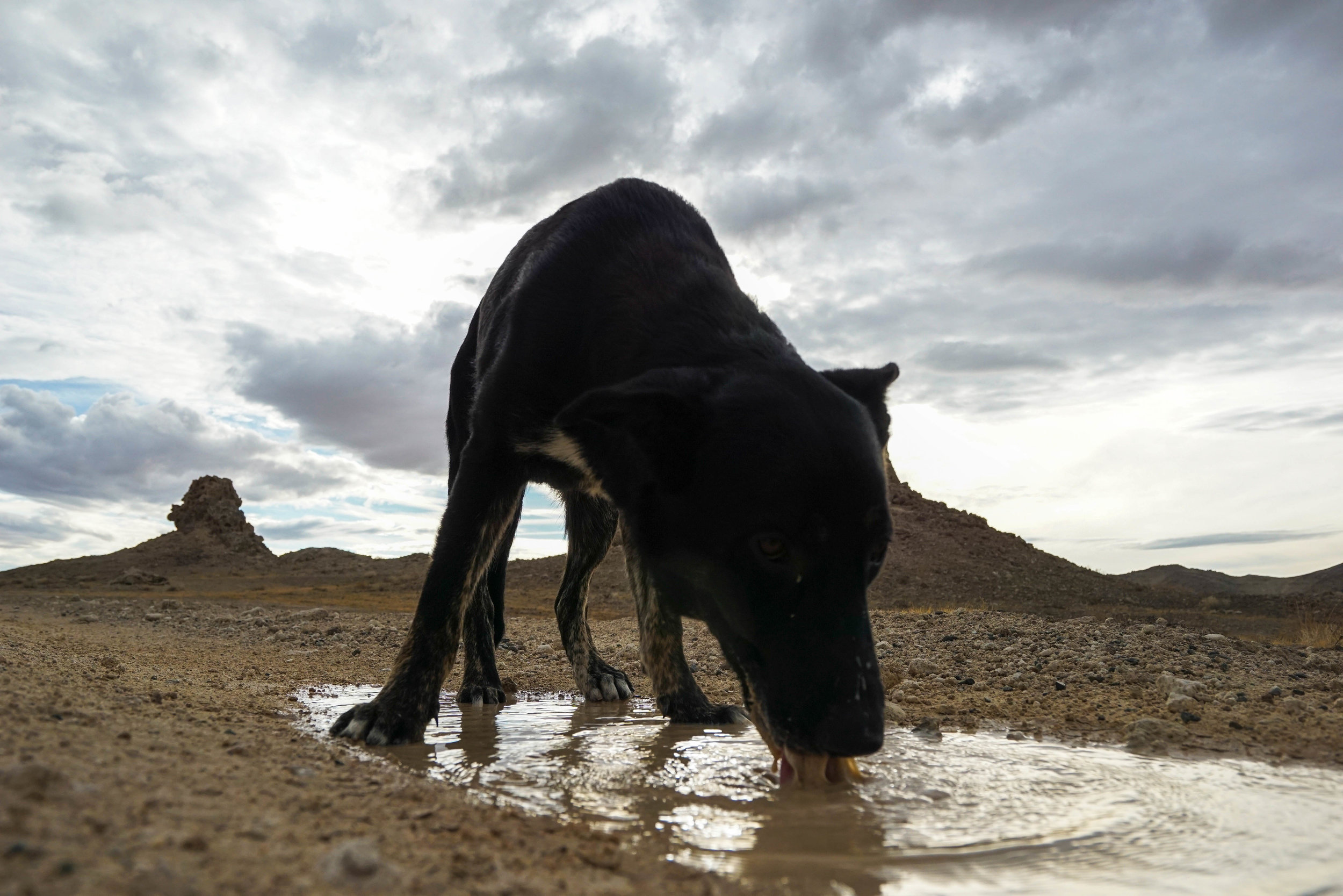 The rain even left behind some water for ole' Zero. Pools like this don't last long in the desert; its presence was a sweet reminder of the rare conditions we were witnessing.