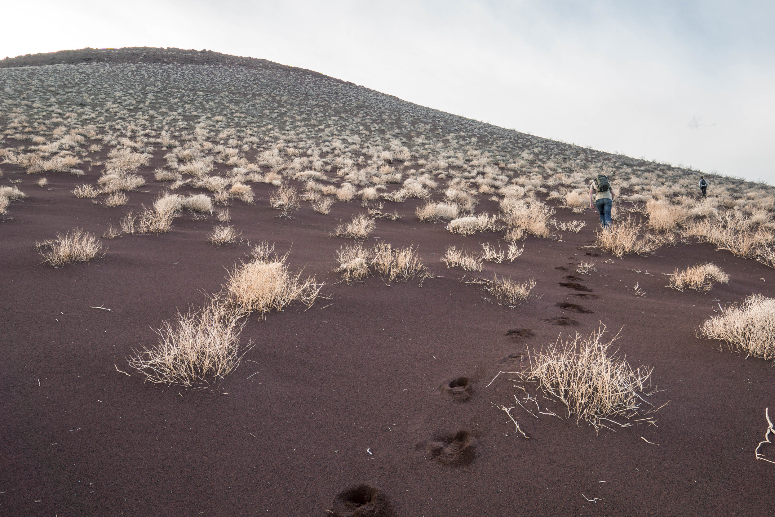 Our ascent is hampered by sandy footing & sudden heat radiating from beneath the ground, but we push on past some odd-looking pale bushes full of stoke none-the-less.