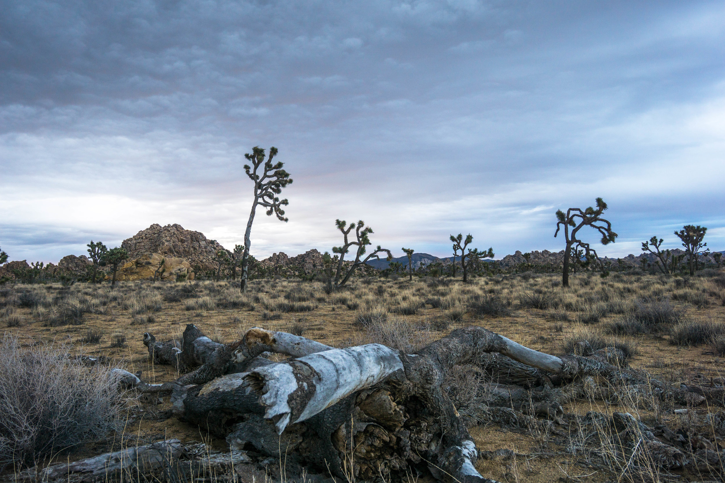A fallen Joshua Tree rests among a forest of old friends. A small reminder that nothing is permanent.