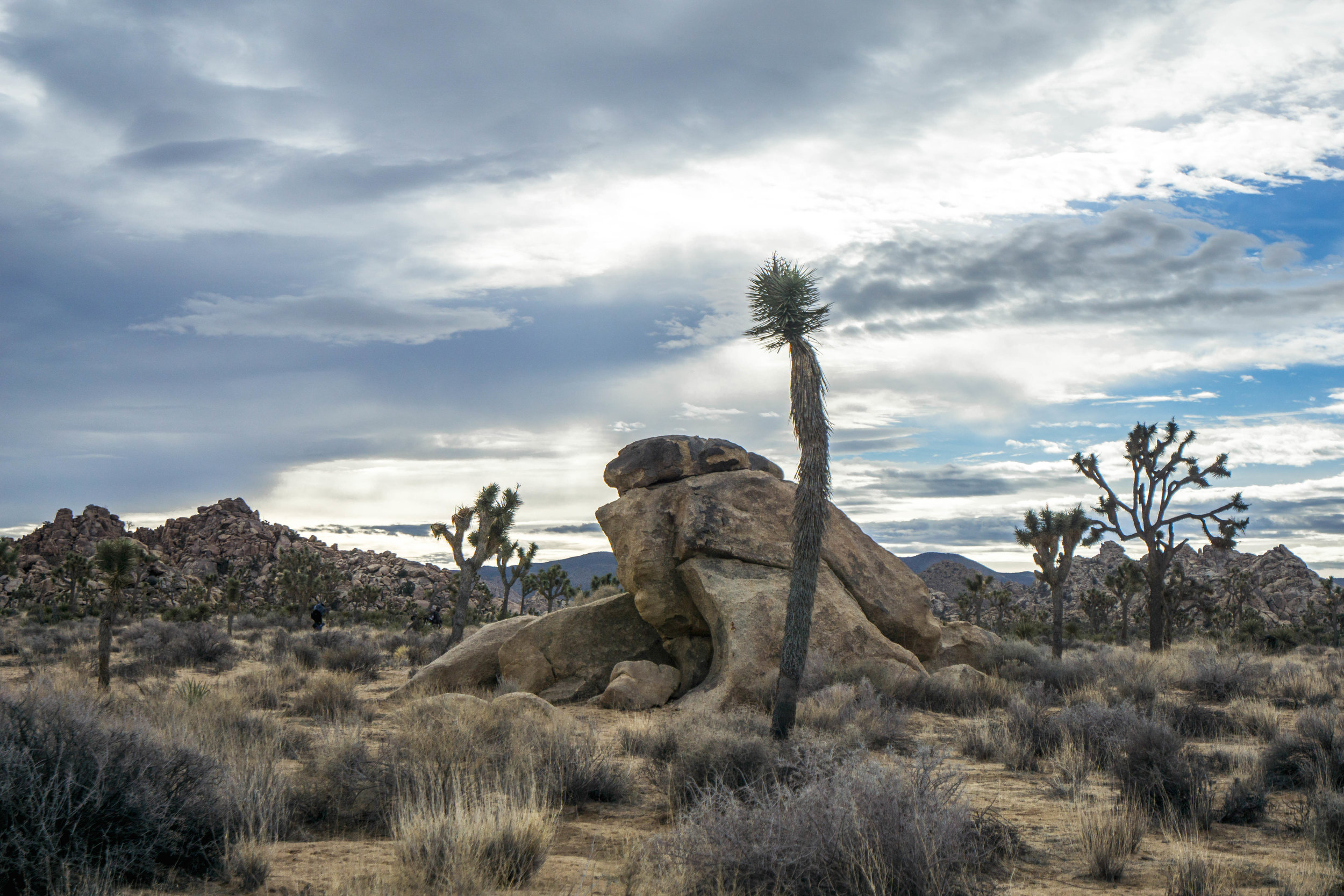 Alien looking branchless Joshua Trees are in the early stages of development, usually no more than a few decades old.