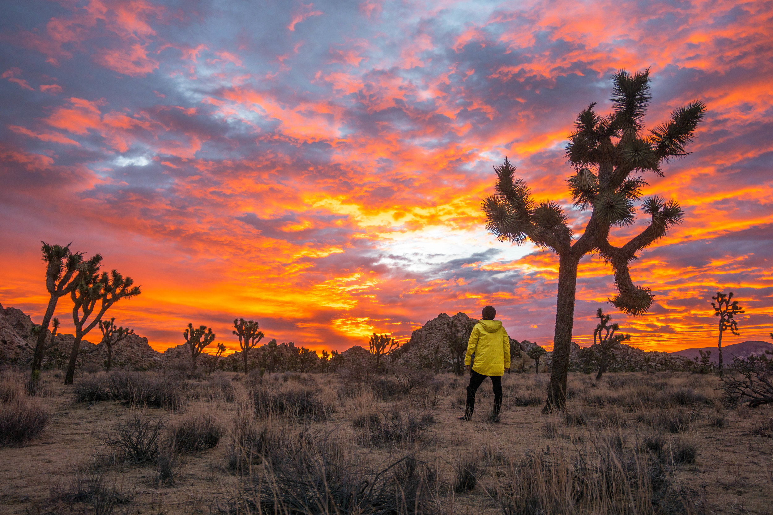 As the sky continued to burn like a colorful inferno, we wandered in amazement among Joshua Tree's alien landscape.