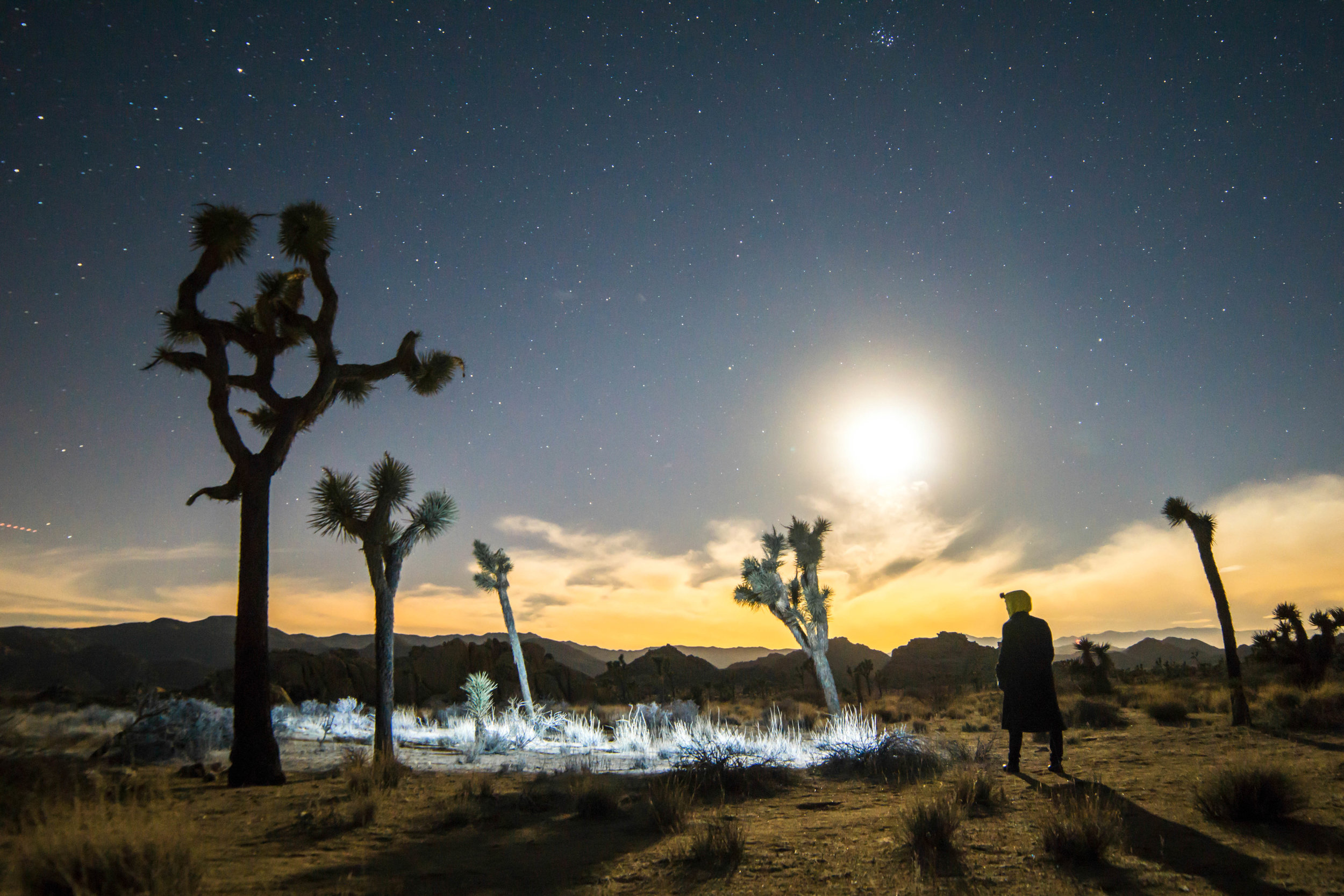 This is the best time to experience this foreign world; the funky silhouettes of the Joshua Trees reaching for the vast starry sky above appear truly extraterrestrial.