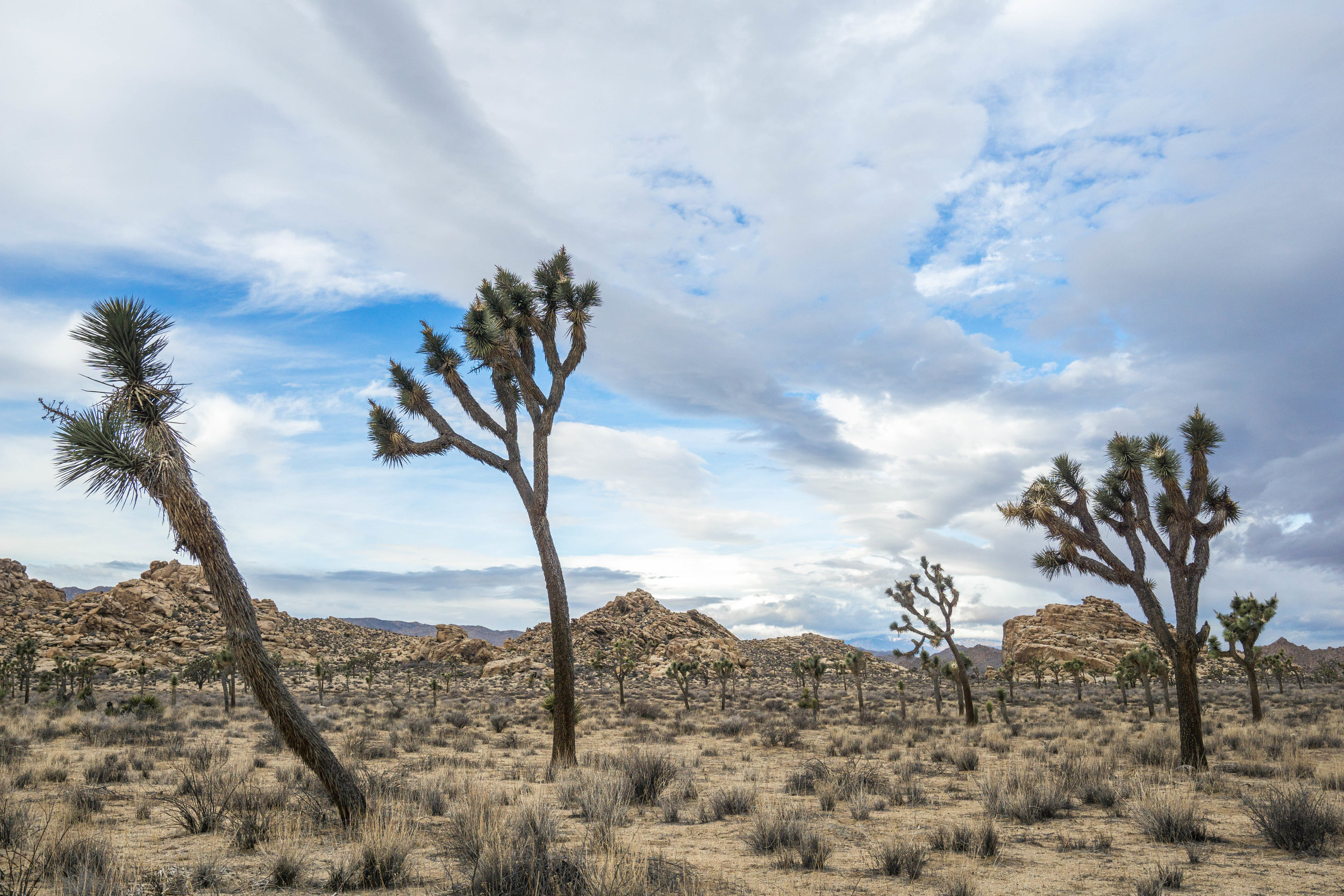 Large mature Joshua Trees with several branches are anywhere from 60 to 500 years old.