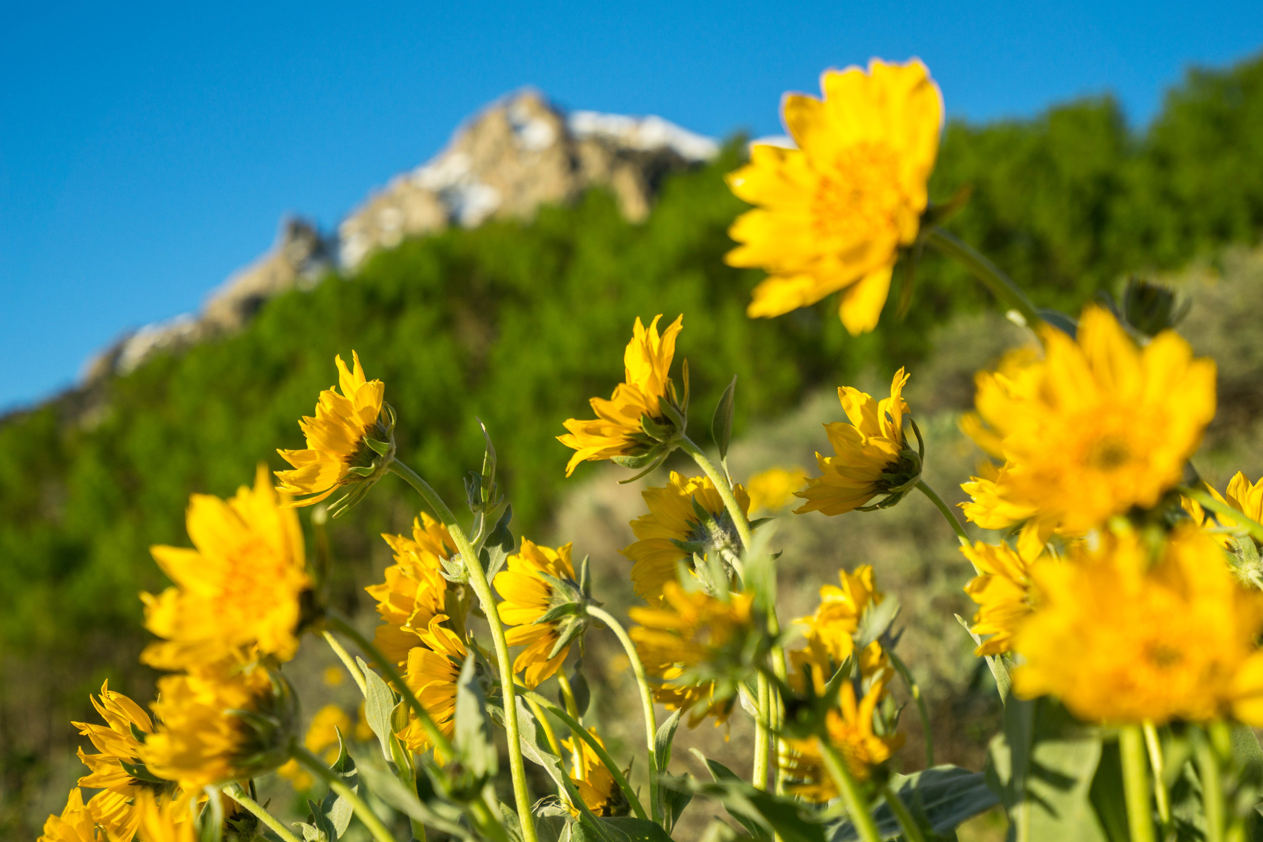 The best part about Sierra wildflowers is the varied blooming periods among different species, allowing them to be spotted from May through September. These flowers are the Arrow-leaved Balsam-root.