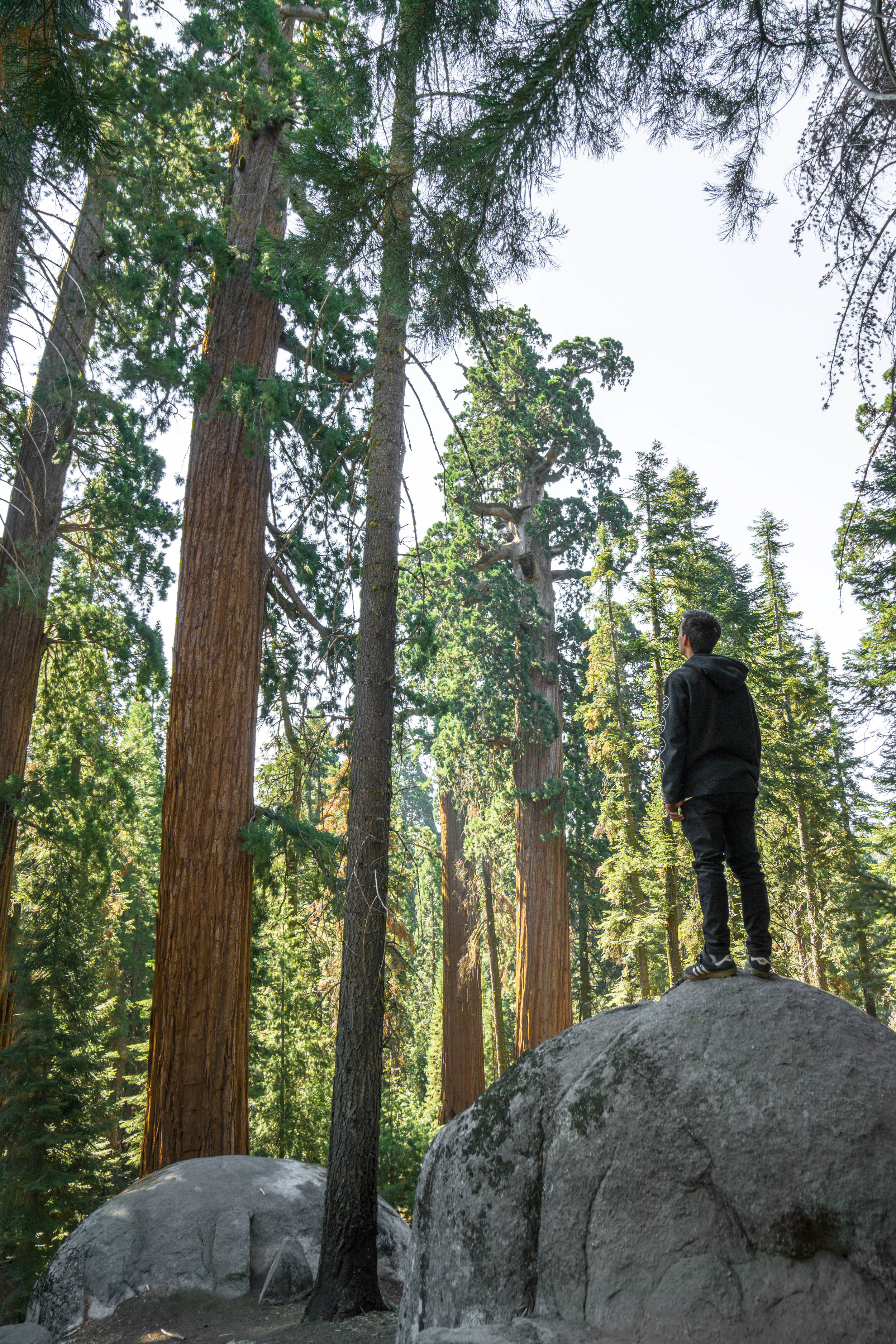 For a final short hike, we head to the towering 2,000 year old giant trees in Grant Grove.