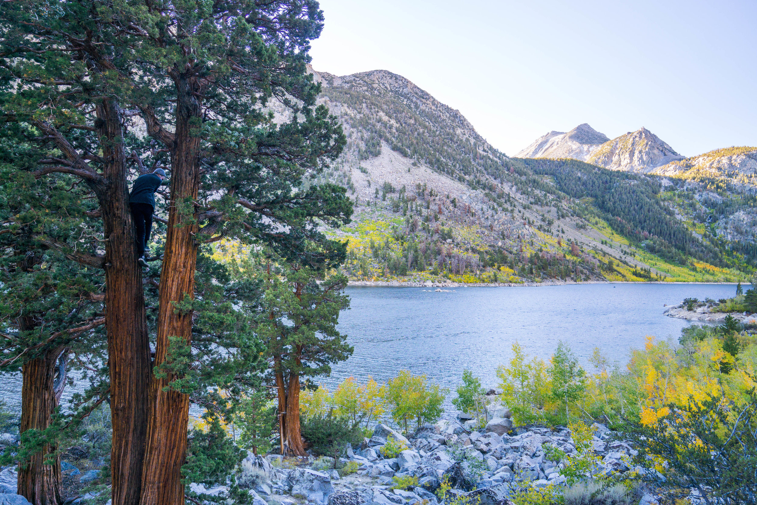 As we climb a reddish Foxtail Pine we scope out patches of mostly golden &amp; green leaves, but none of the orange, red &amp; rare purple we hoped for.