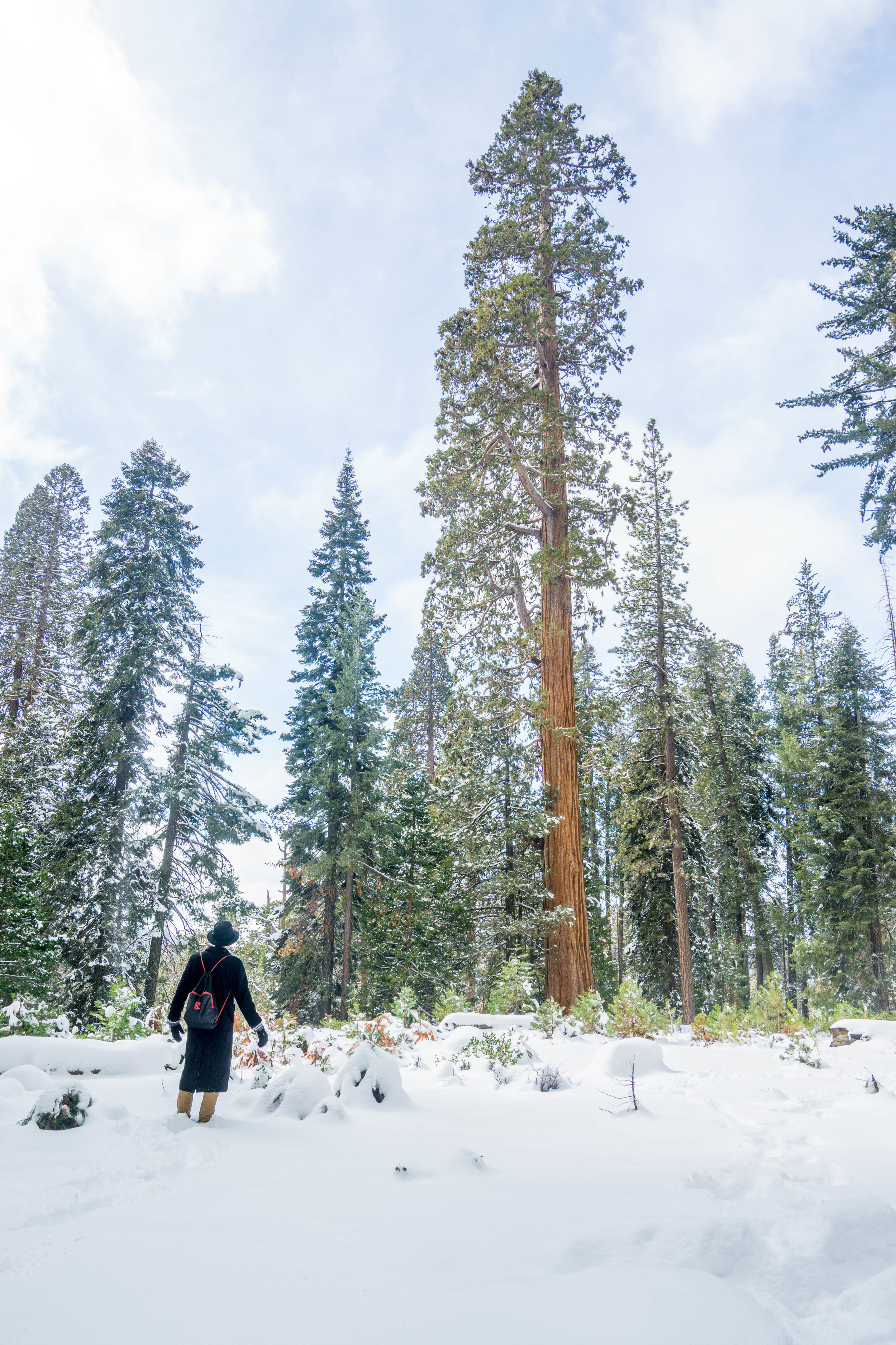 Maybe it was just our retro get-ups, but there's a distinct vintage sense of misadventure among these ancient behemoth trees.