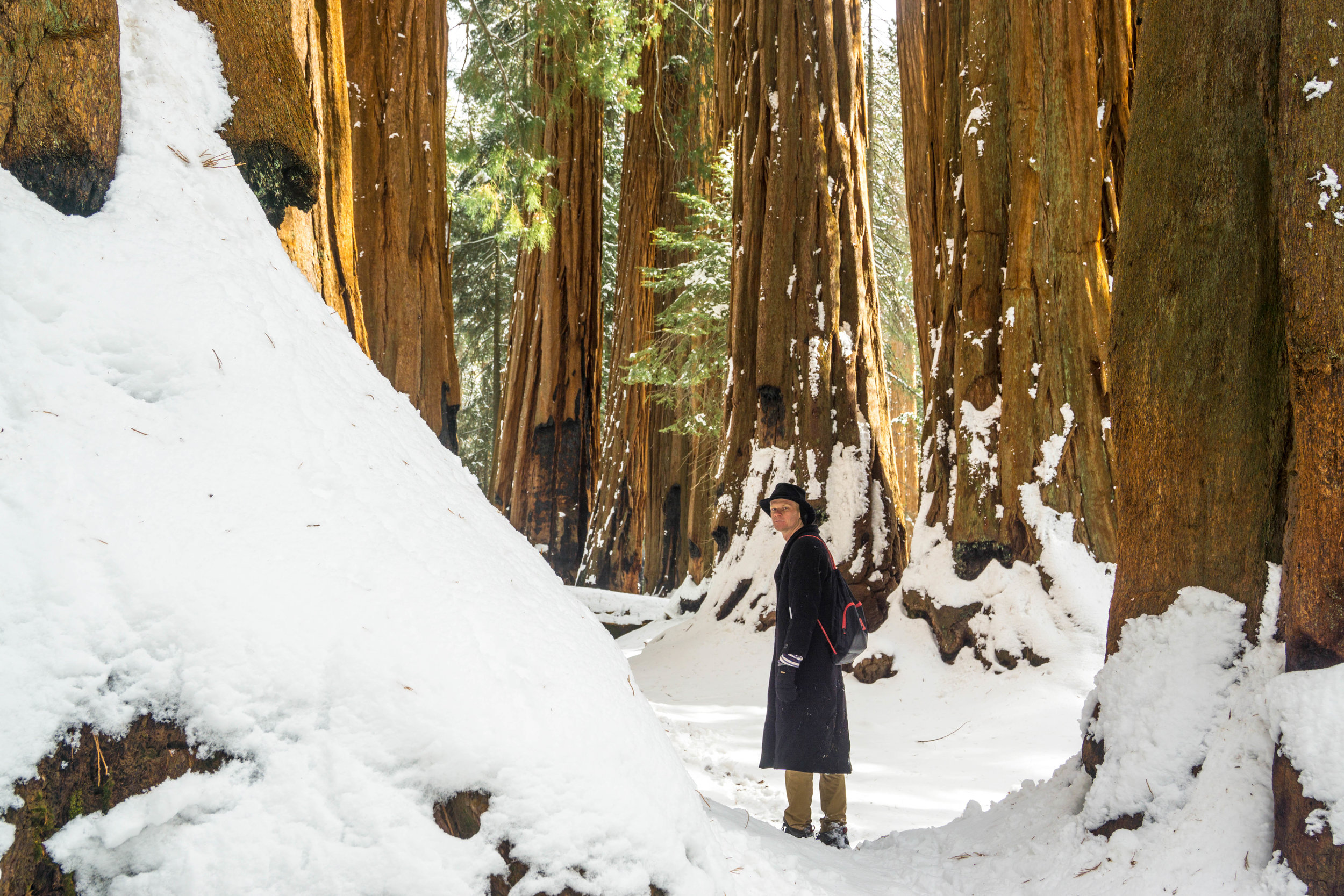 Its hard to describe the powerful sensation of exploring this forest in winter. There's the purest silence, broken only by the occasional falling snow clump or chirping bird.