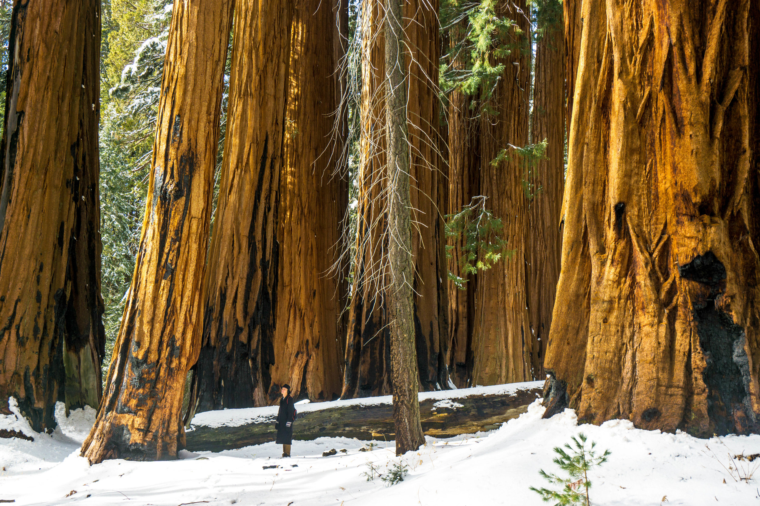 There's something to be said about feeling a part of something larger than one's own self. A hike in this forest of snowy giants certainly provides that.