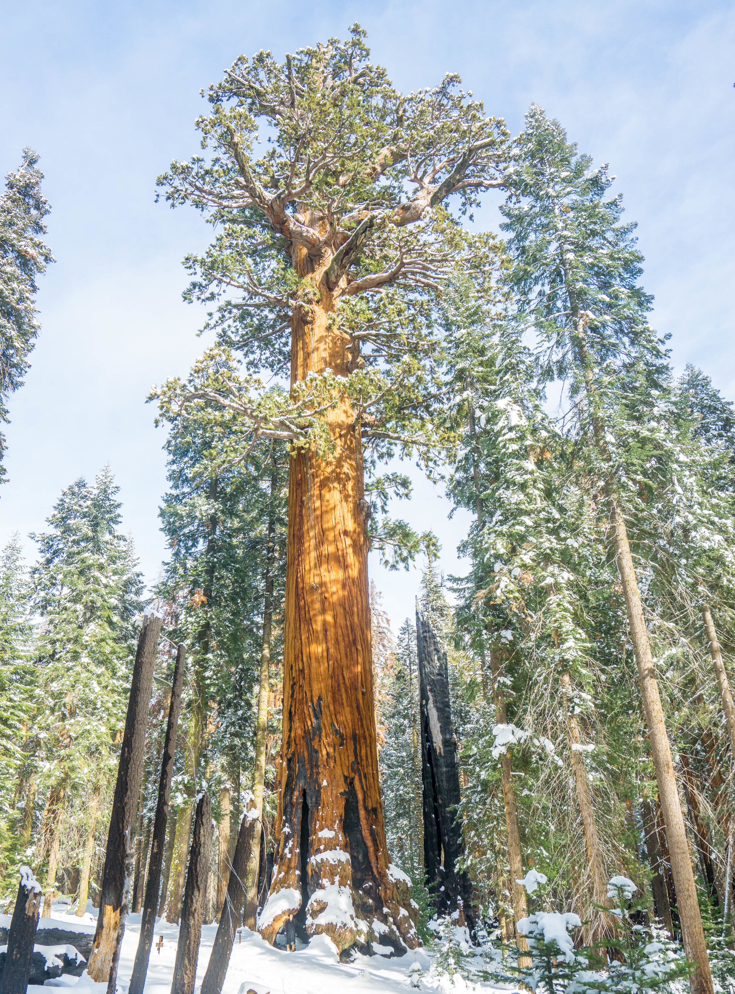 Alas we reach the Lincoln Tree, 4th largest in the entire world. Its so massive, even some of its branches alone are bigger than most normal sized trees.