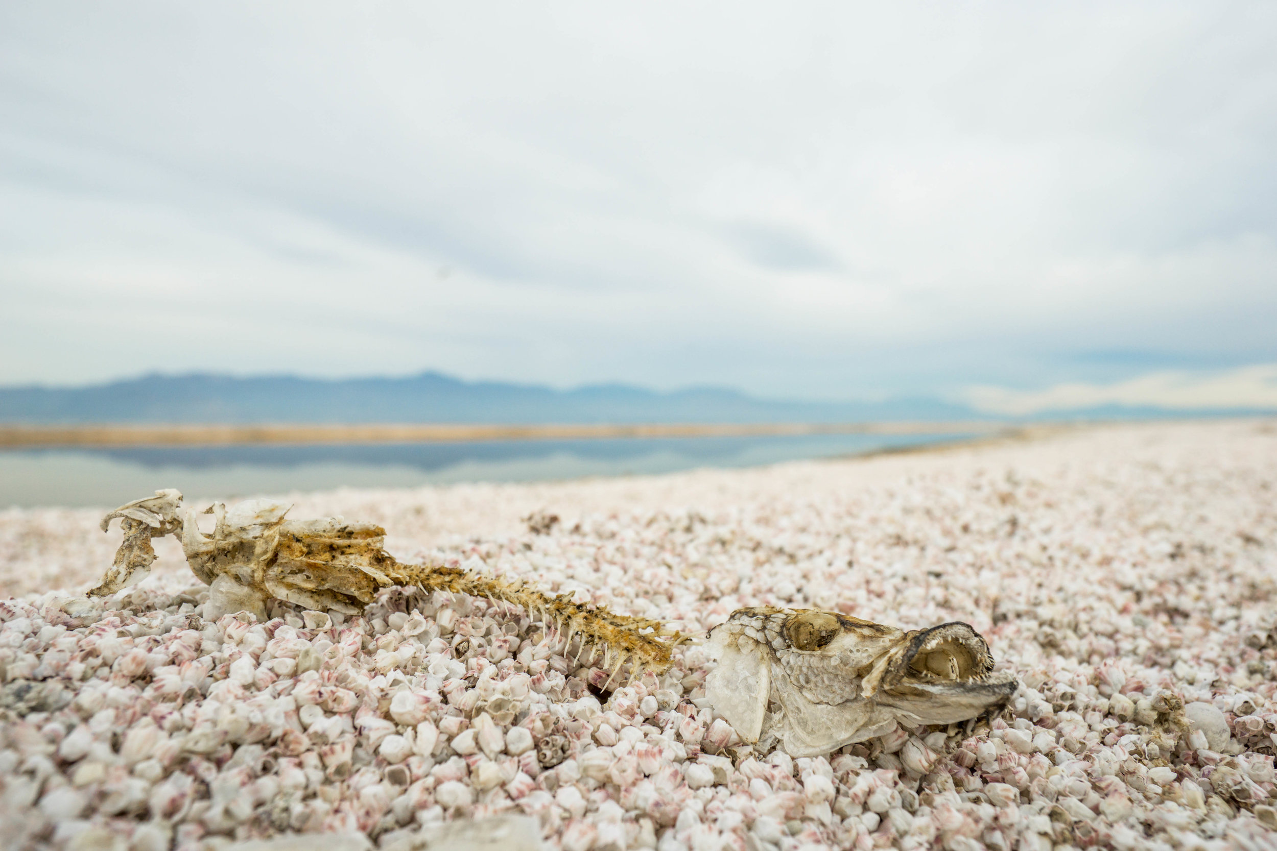 While it looks like sand from afar, the "beaches" around the Salton are actually composed of countless fish bones. Needless to say, the air is filled with an odd smell.