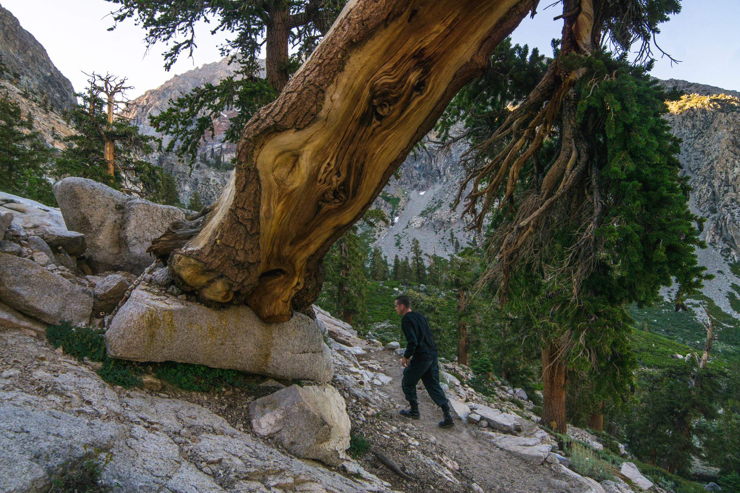 We found trees seemingly growing straight out of boulders. These trees are extremely resilient, growing in nutrient poor soil &amp; fighting torrent winds.